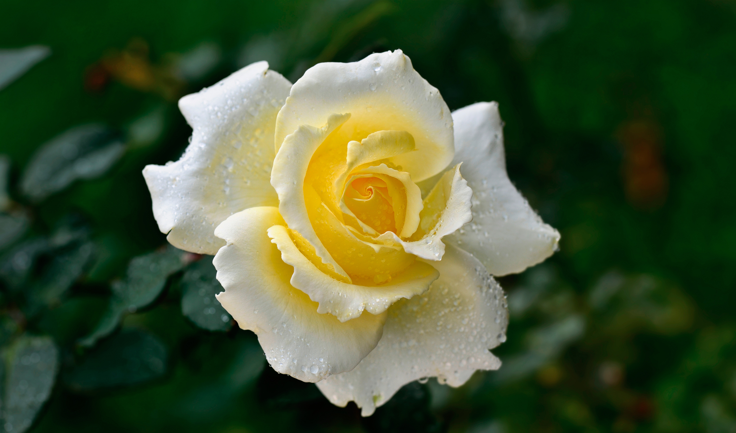 роза роса лепестки цветок капли