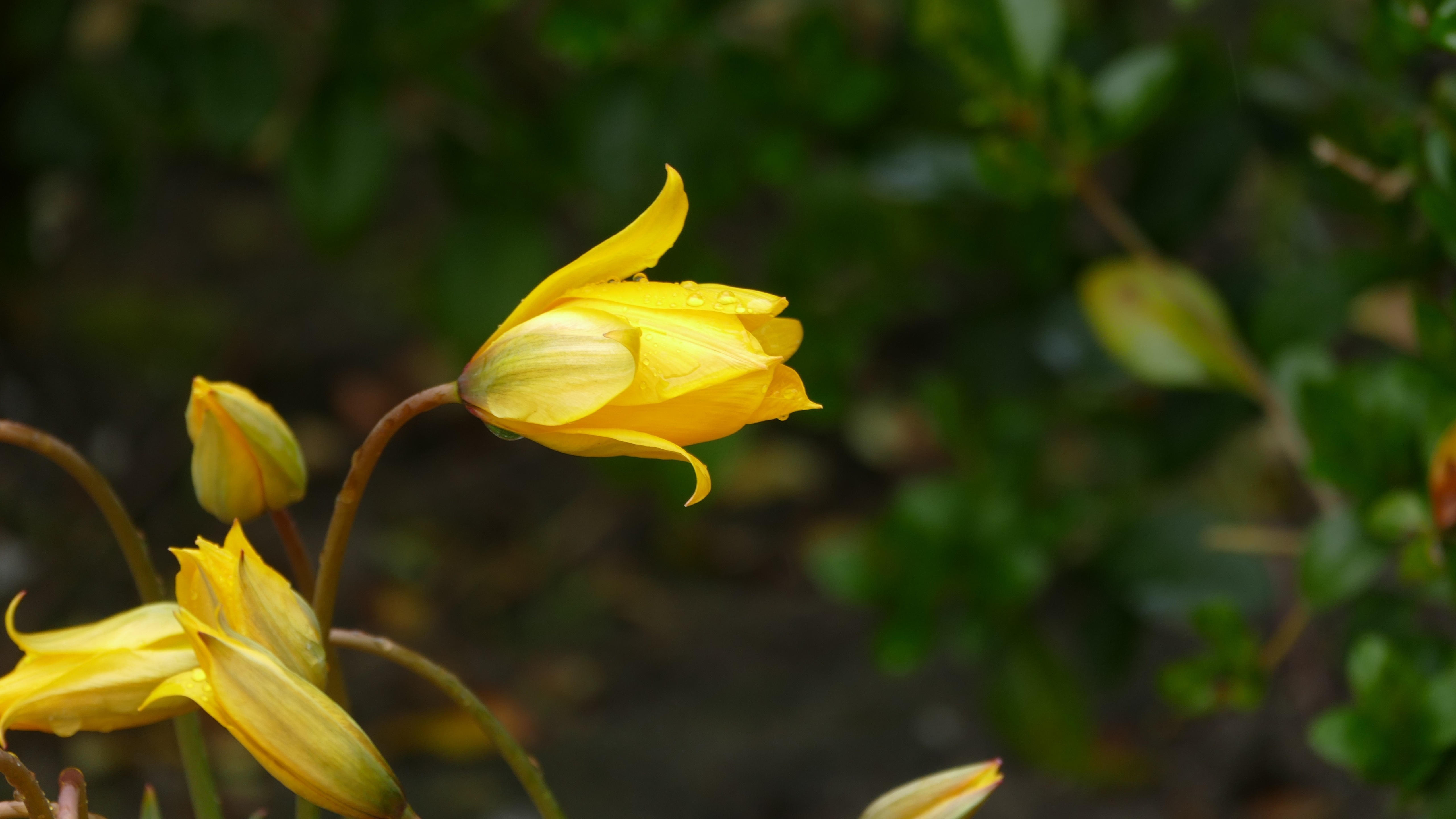 цветок боке желтый макро