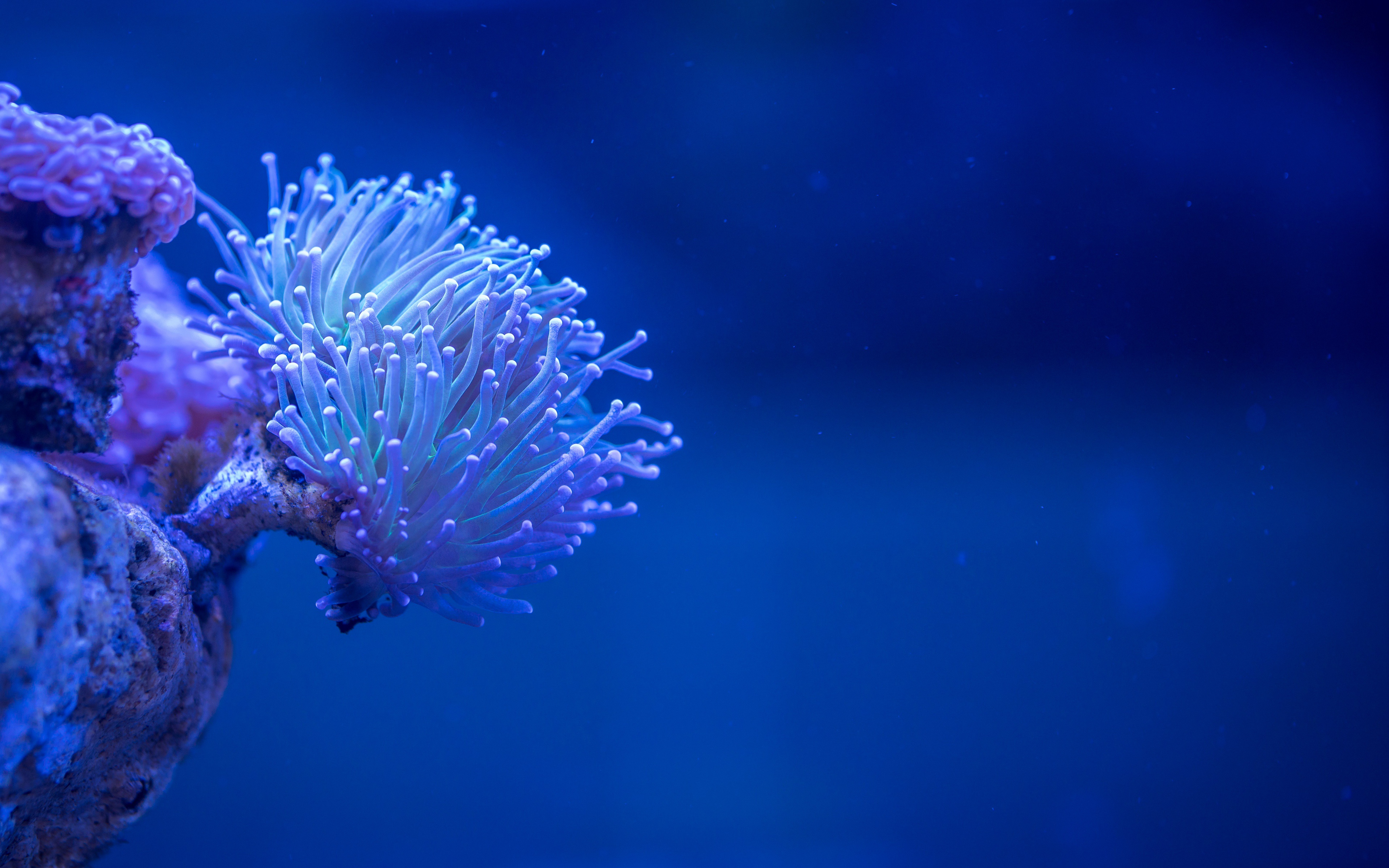 underwater макро море coral
