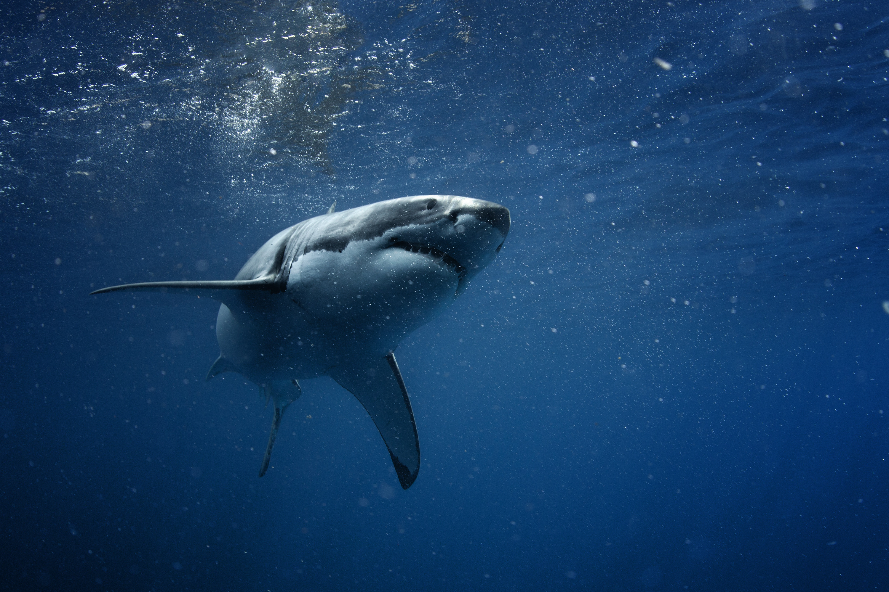 Акула хищник синее море