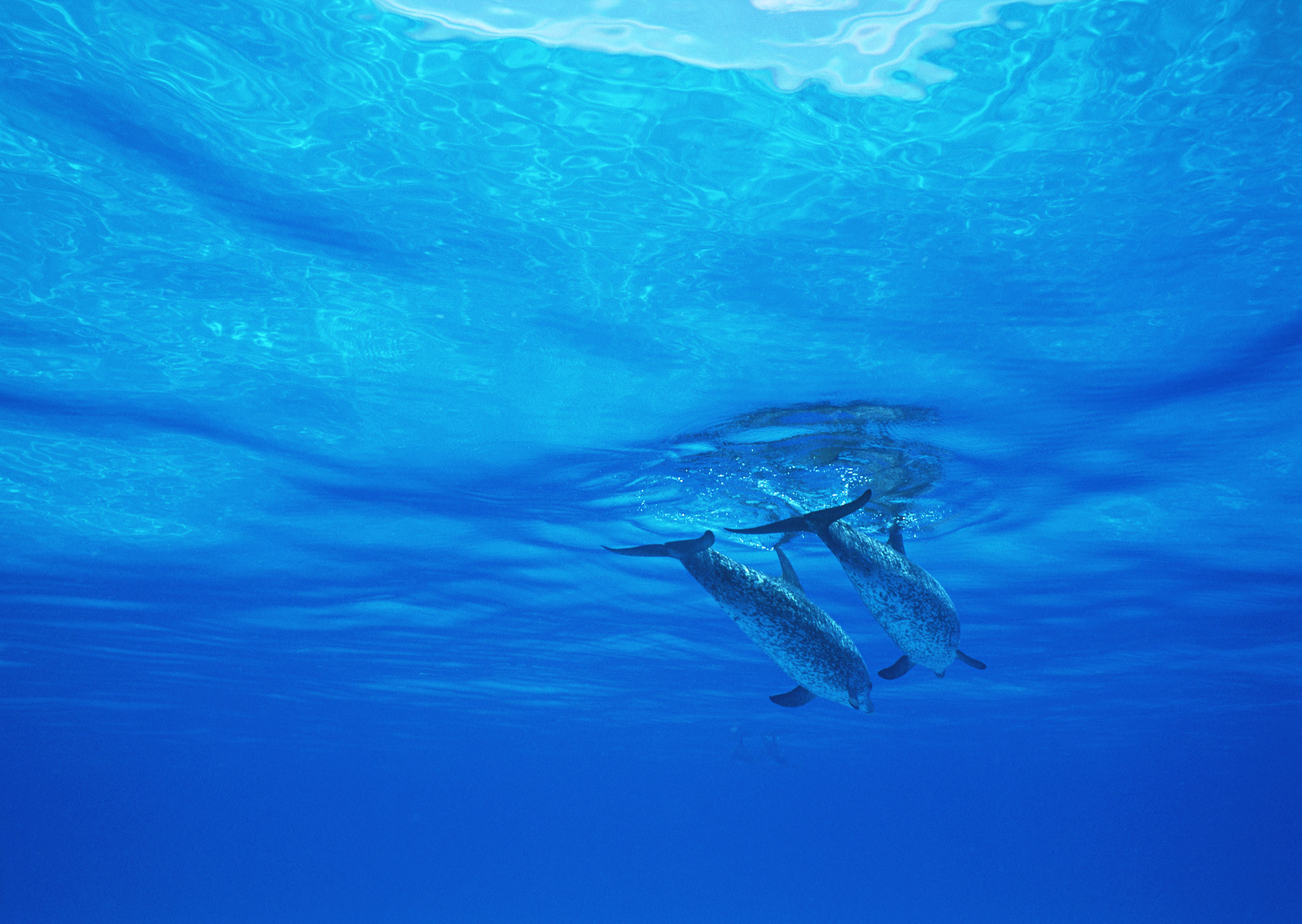 Вода дельфины морской мир