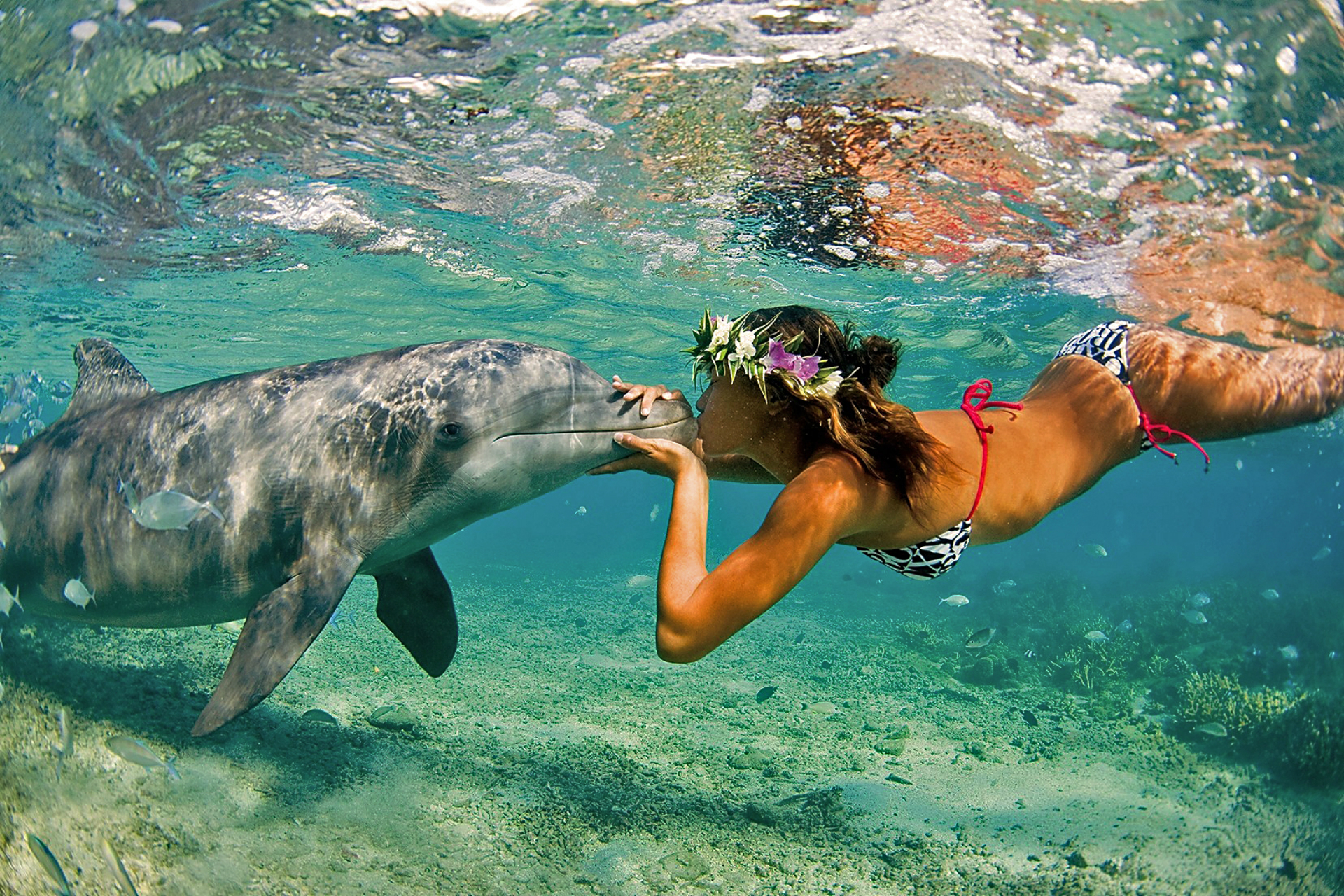 Дельфин Поцелуй Море Лето