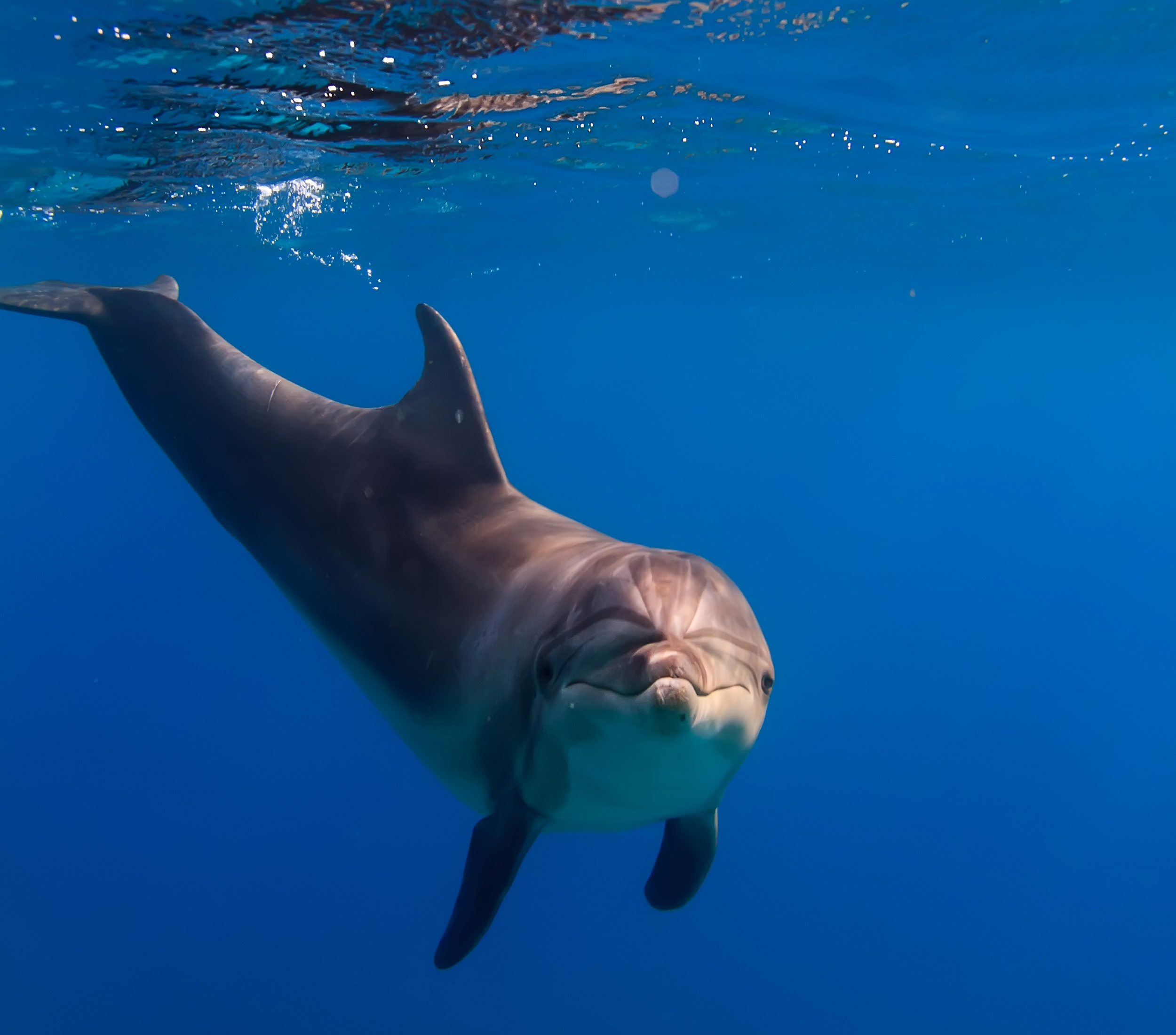 Дельфины Подводный мир