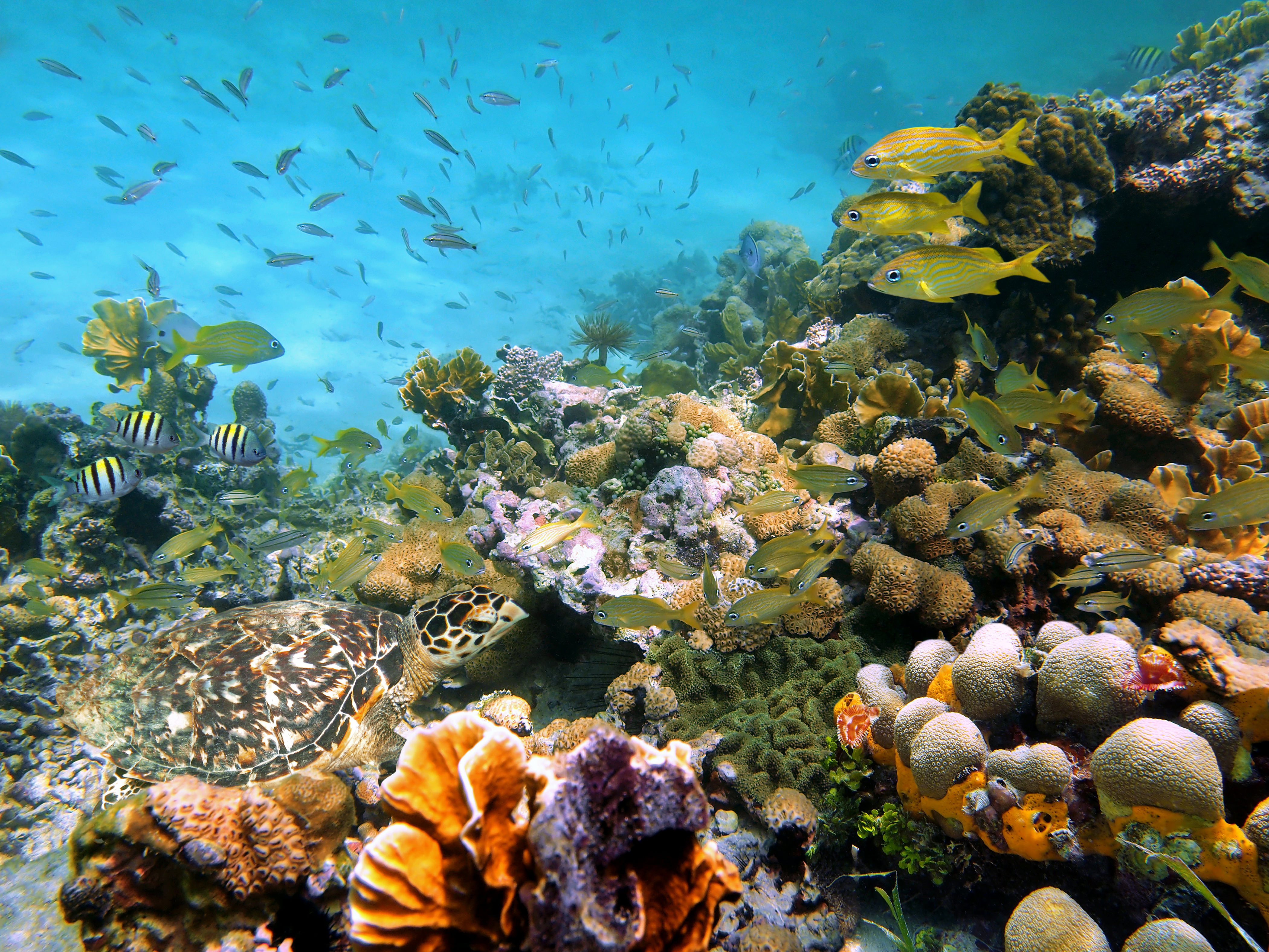 Подводный мир Кораллы Камни