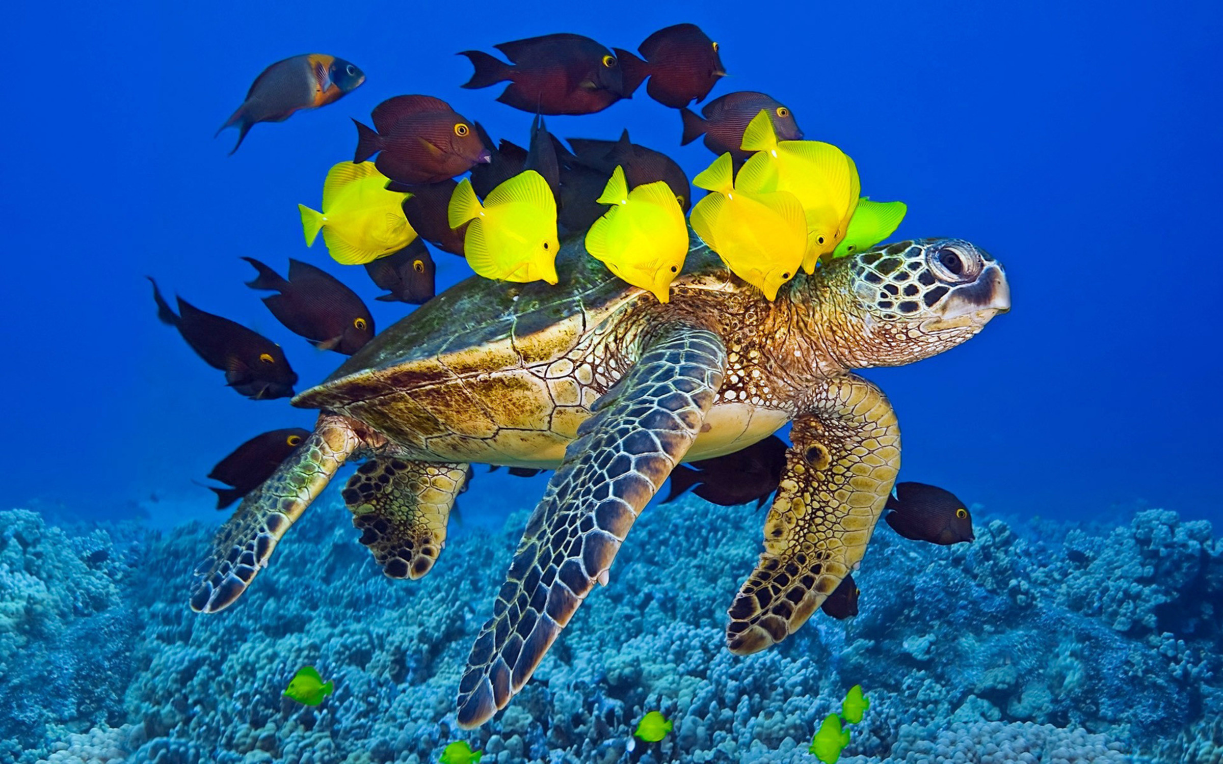 Подводный мир черепаха стая