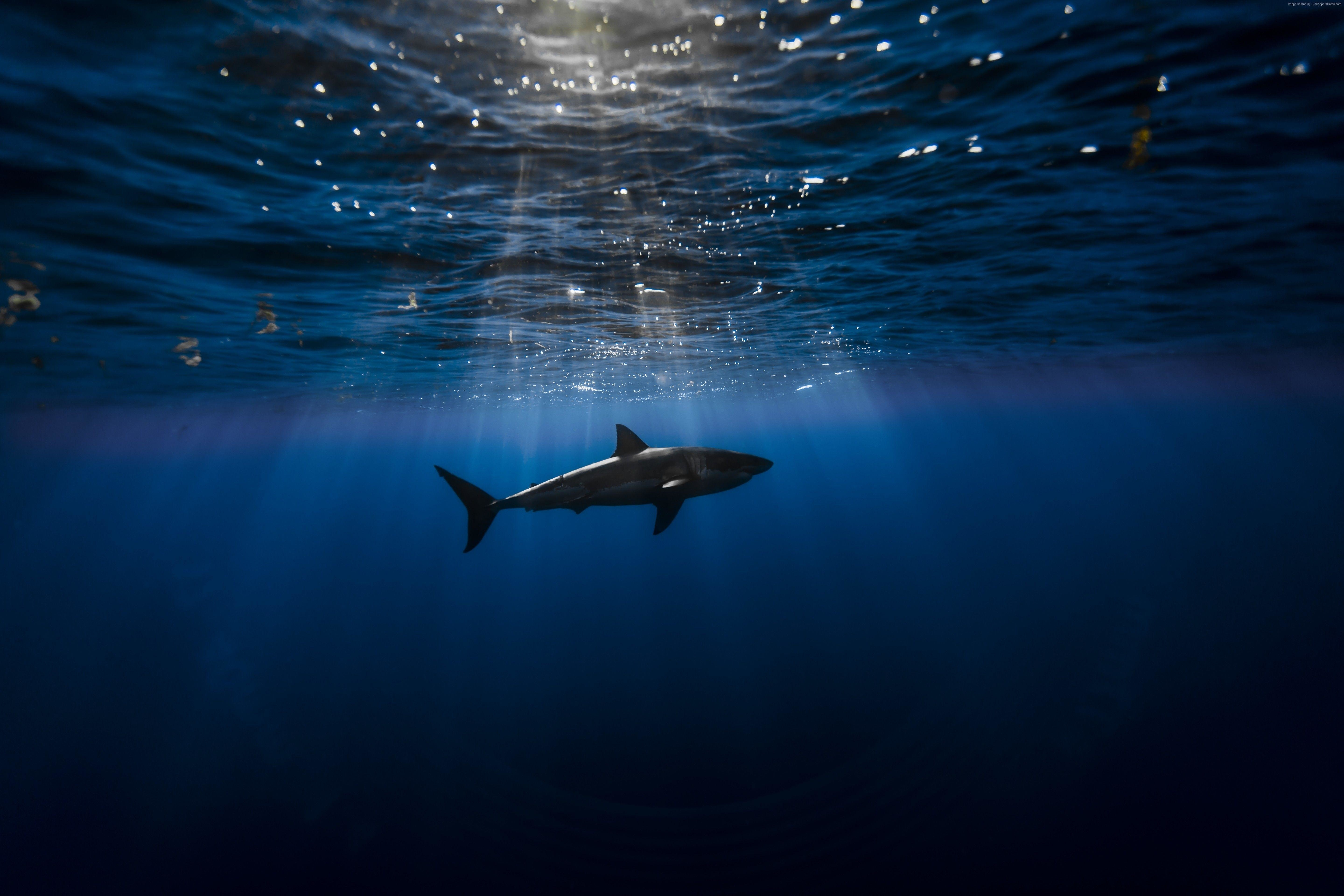 Хищник подводный мир акула