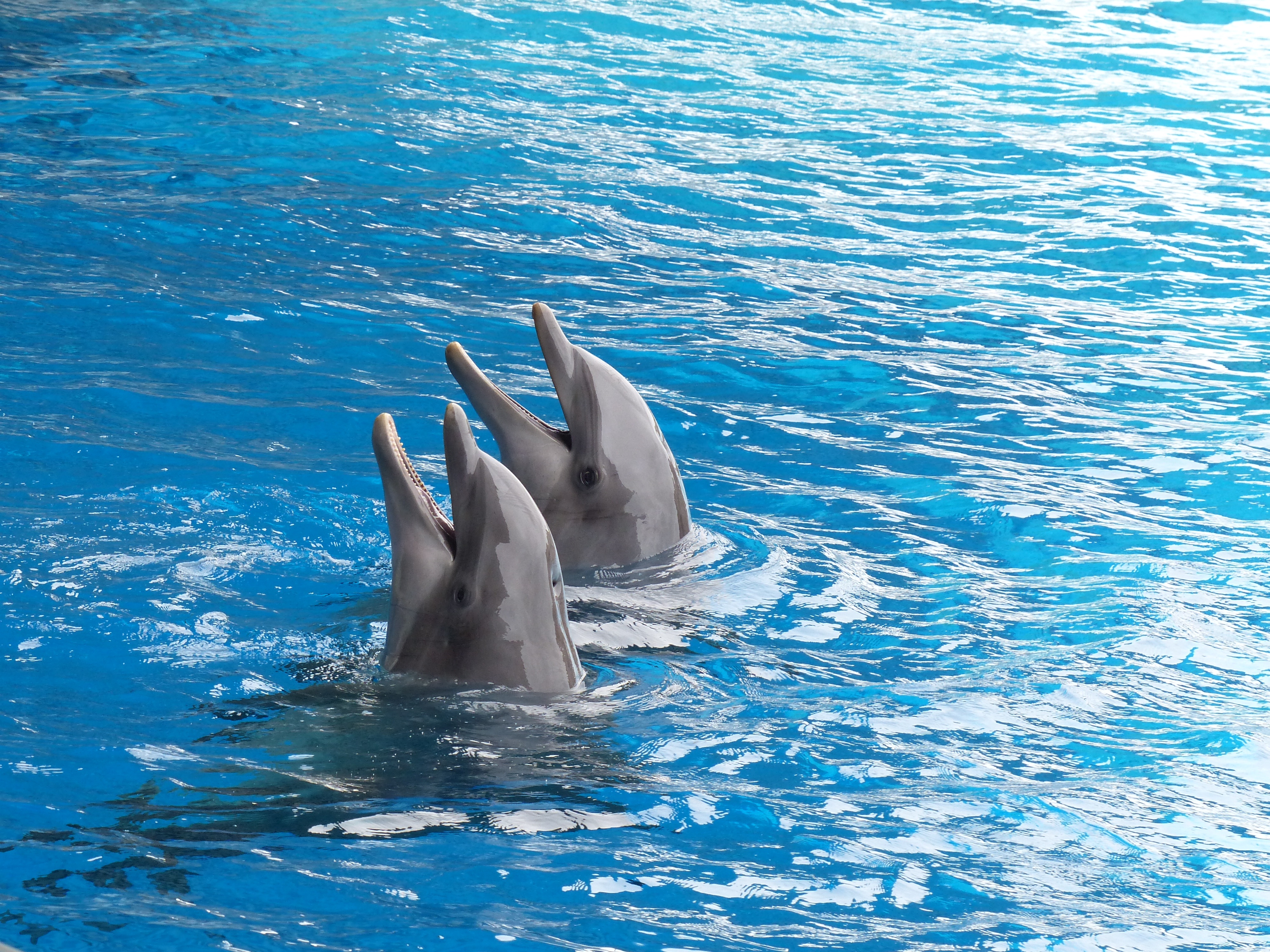 дельфины пара дуэт