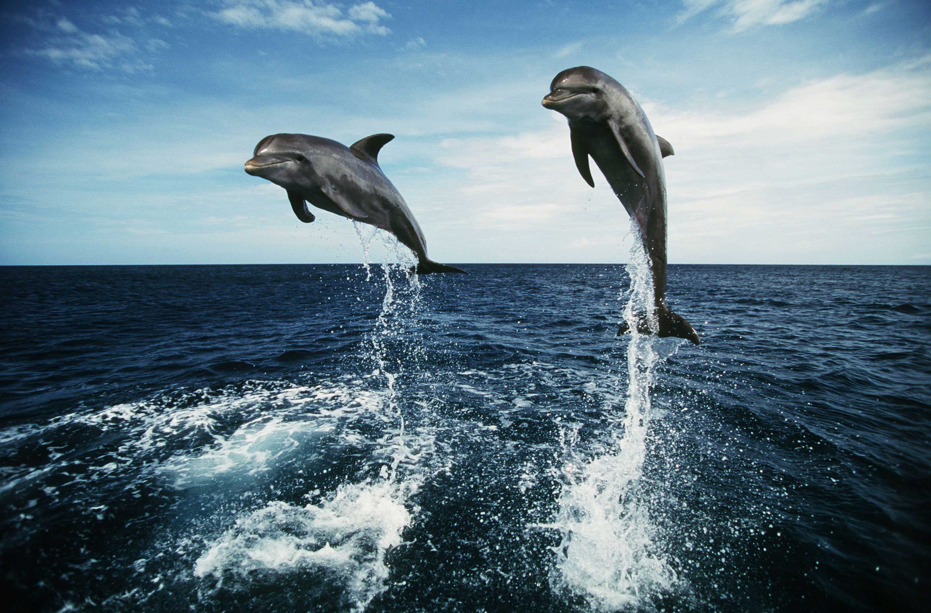 дельфины позитив красиво море