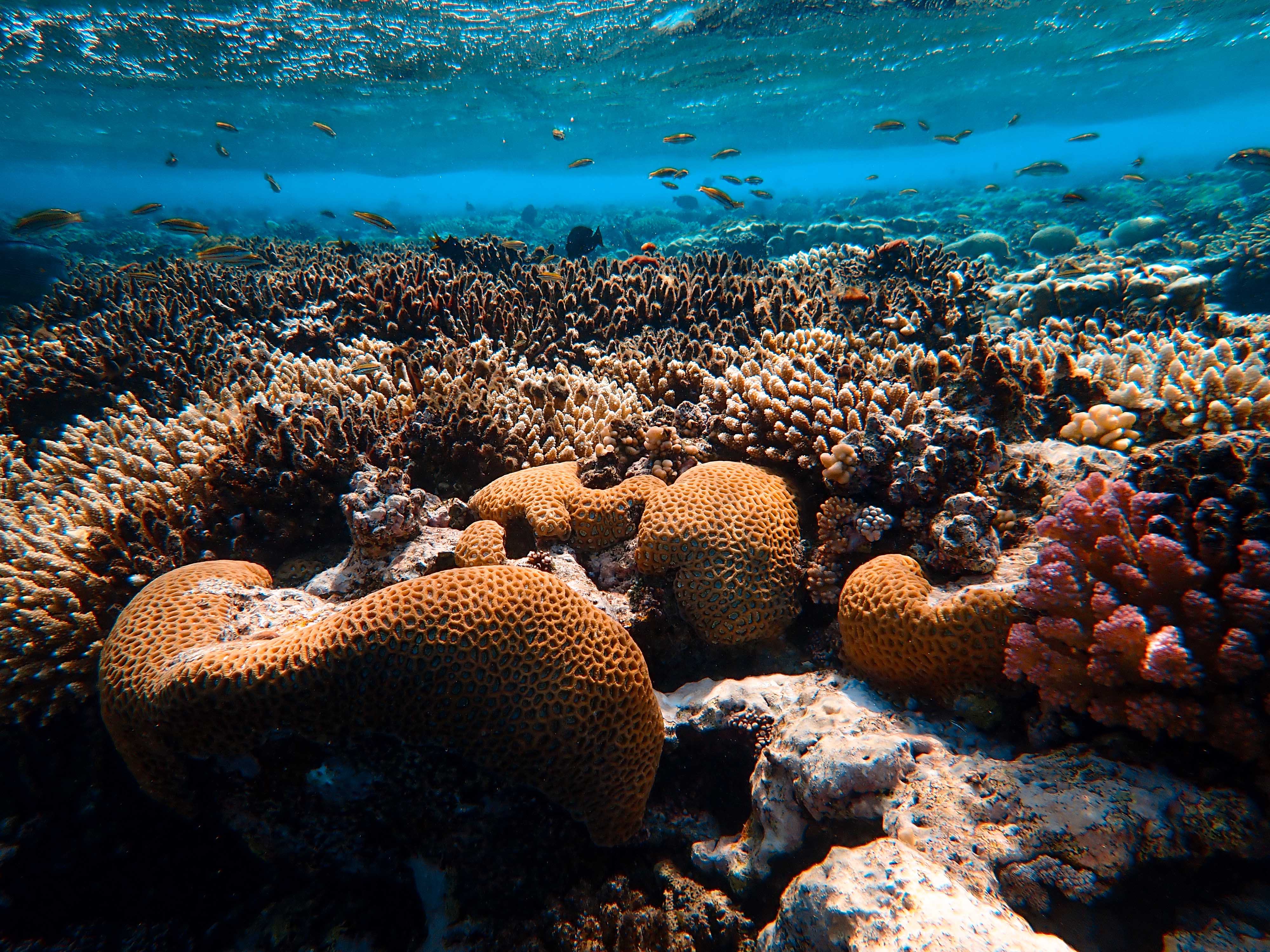 кораллы водоросли подводный мир