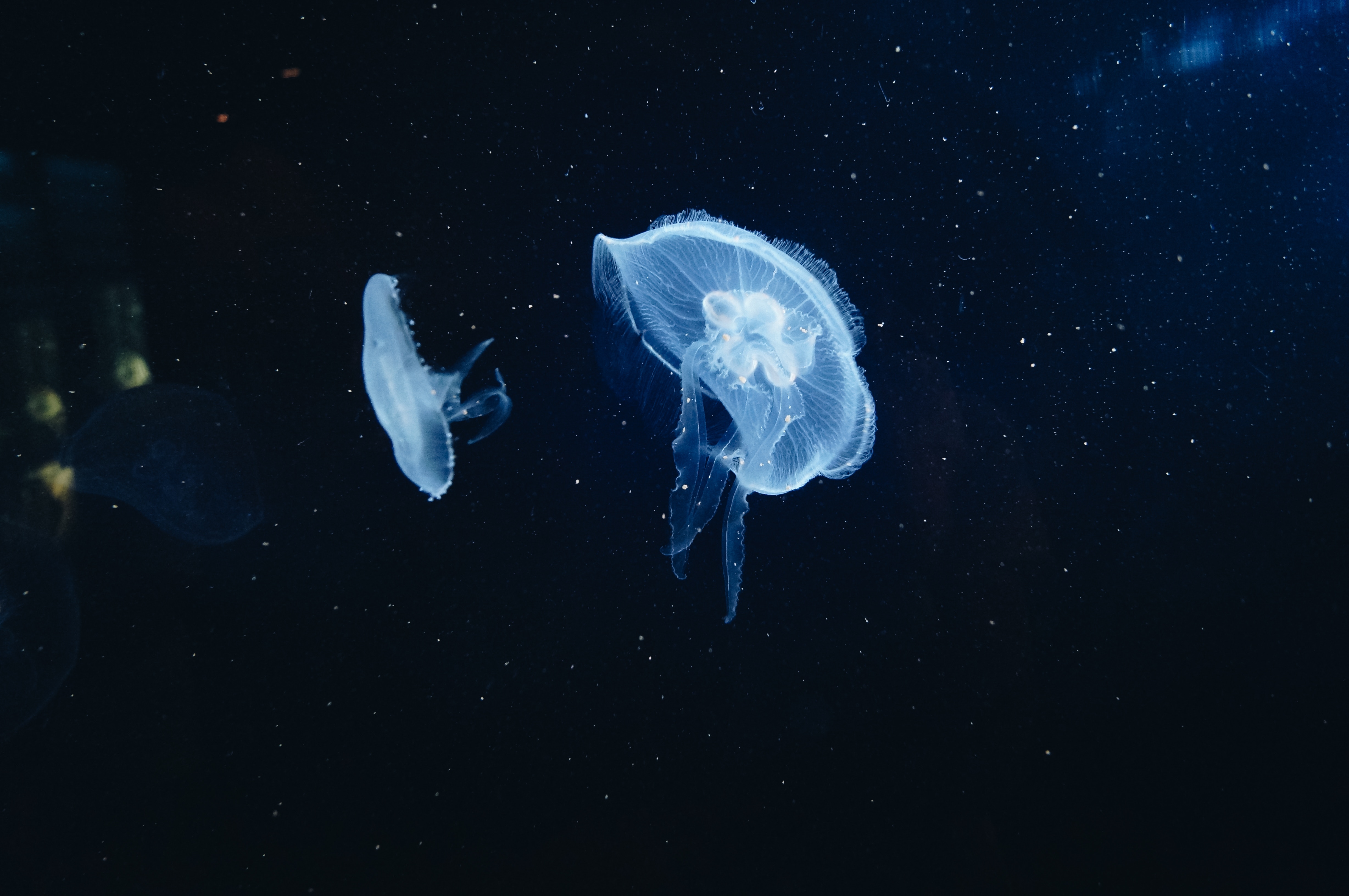 медуза underwater world