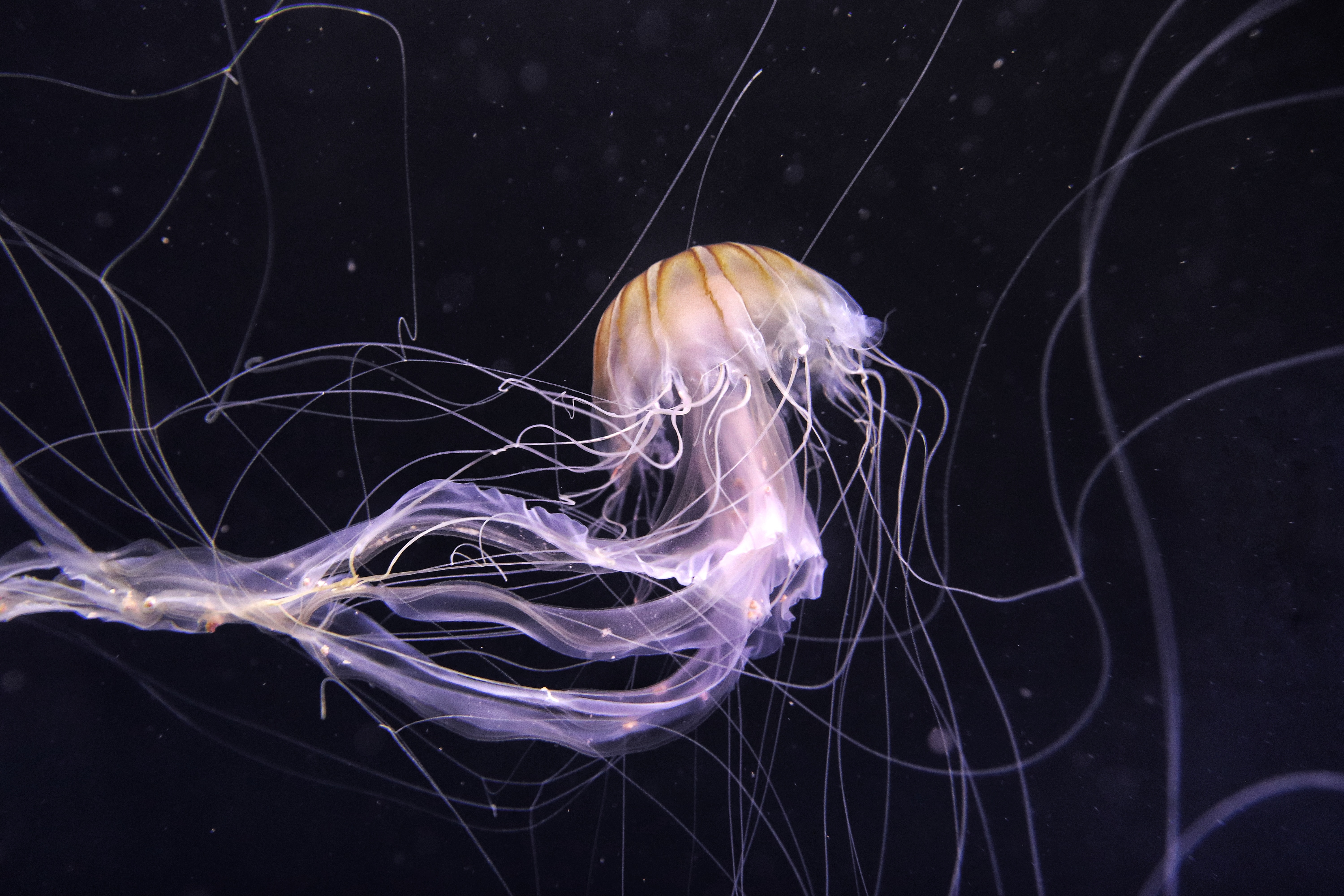 медуза подводный мир темный