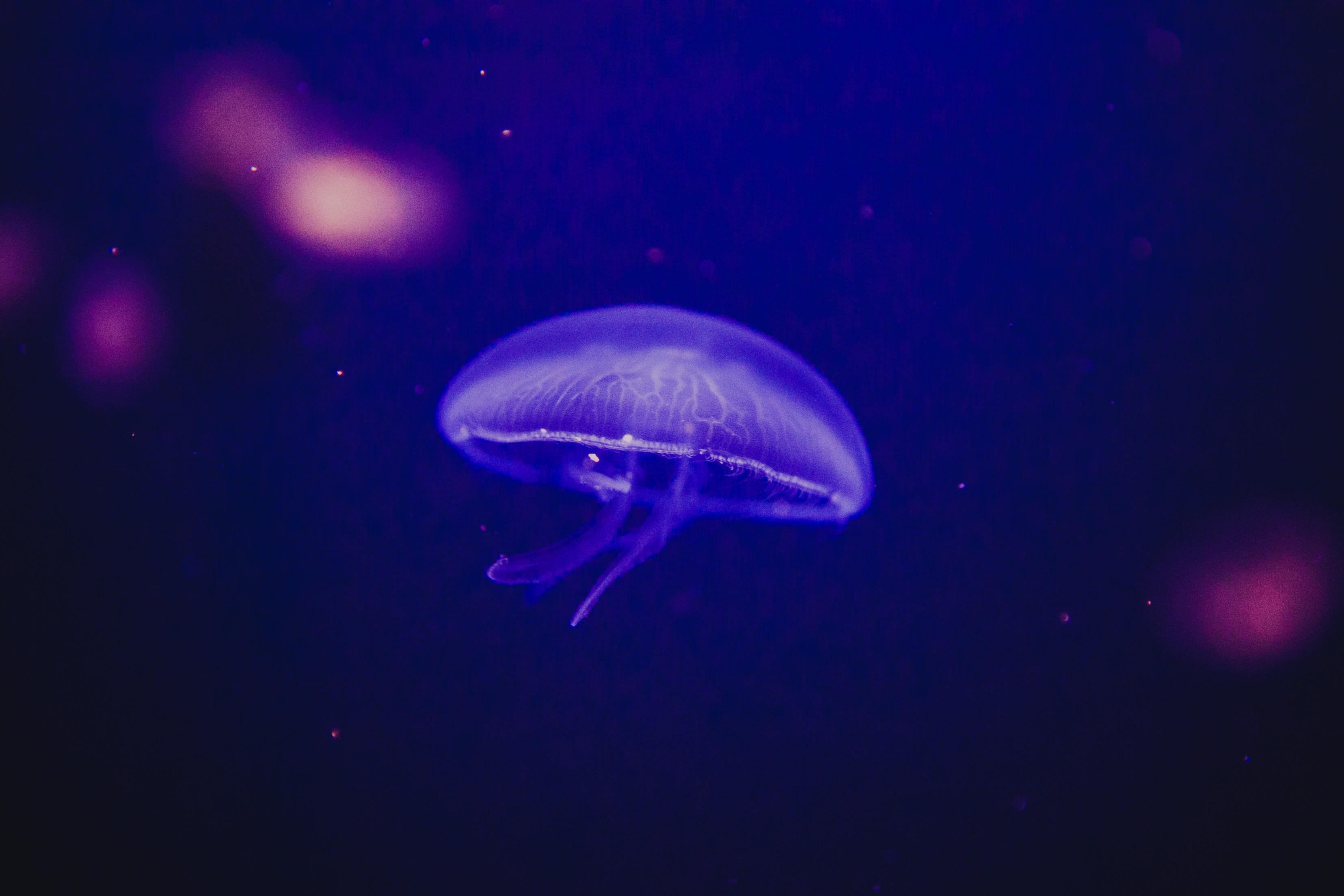 медуза подводный мир фосфор