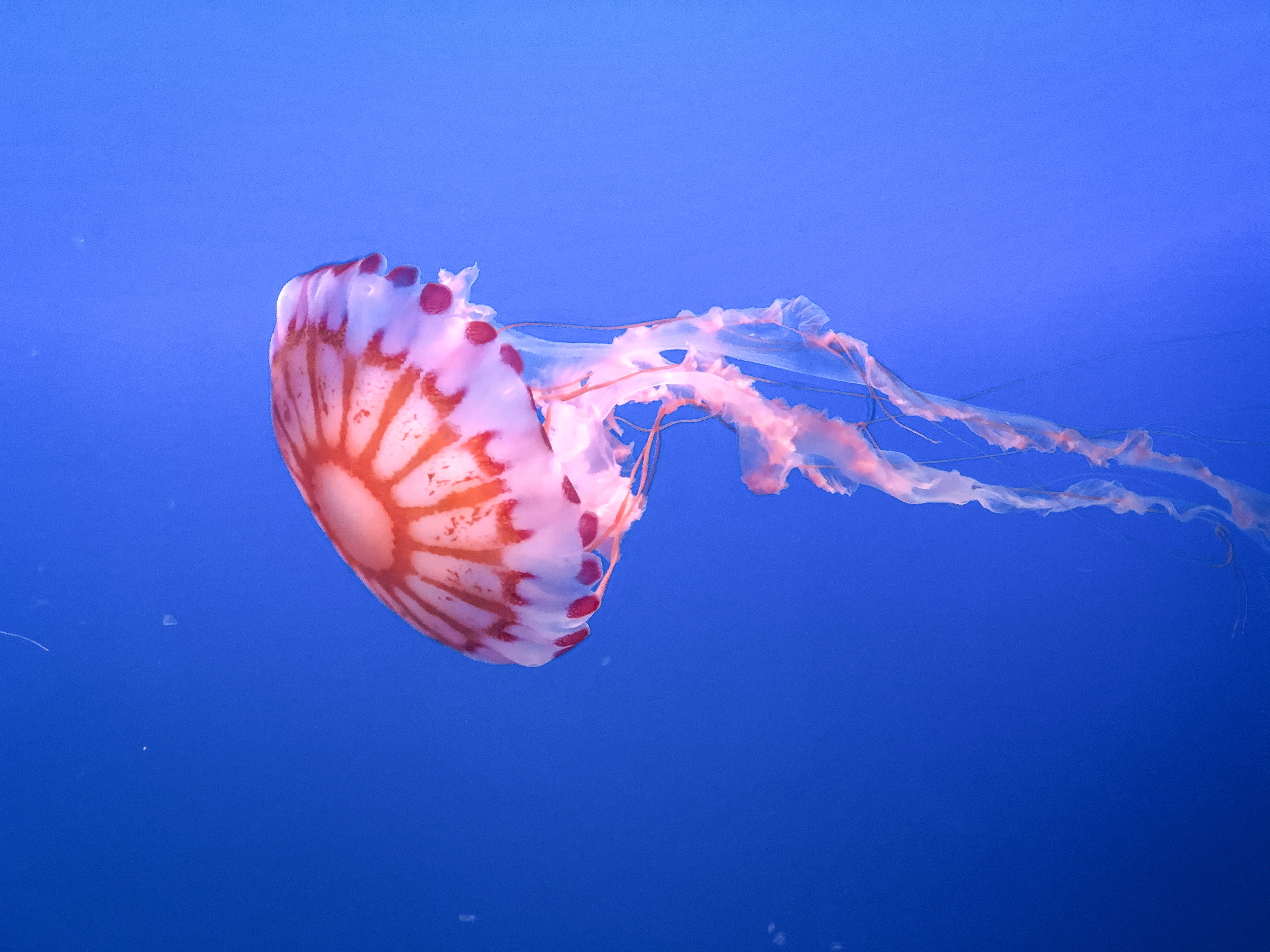 медуза щупальце красивый