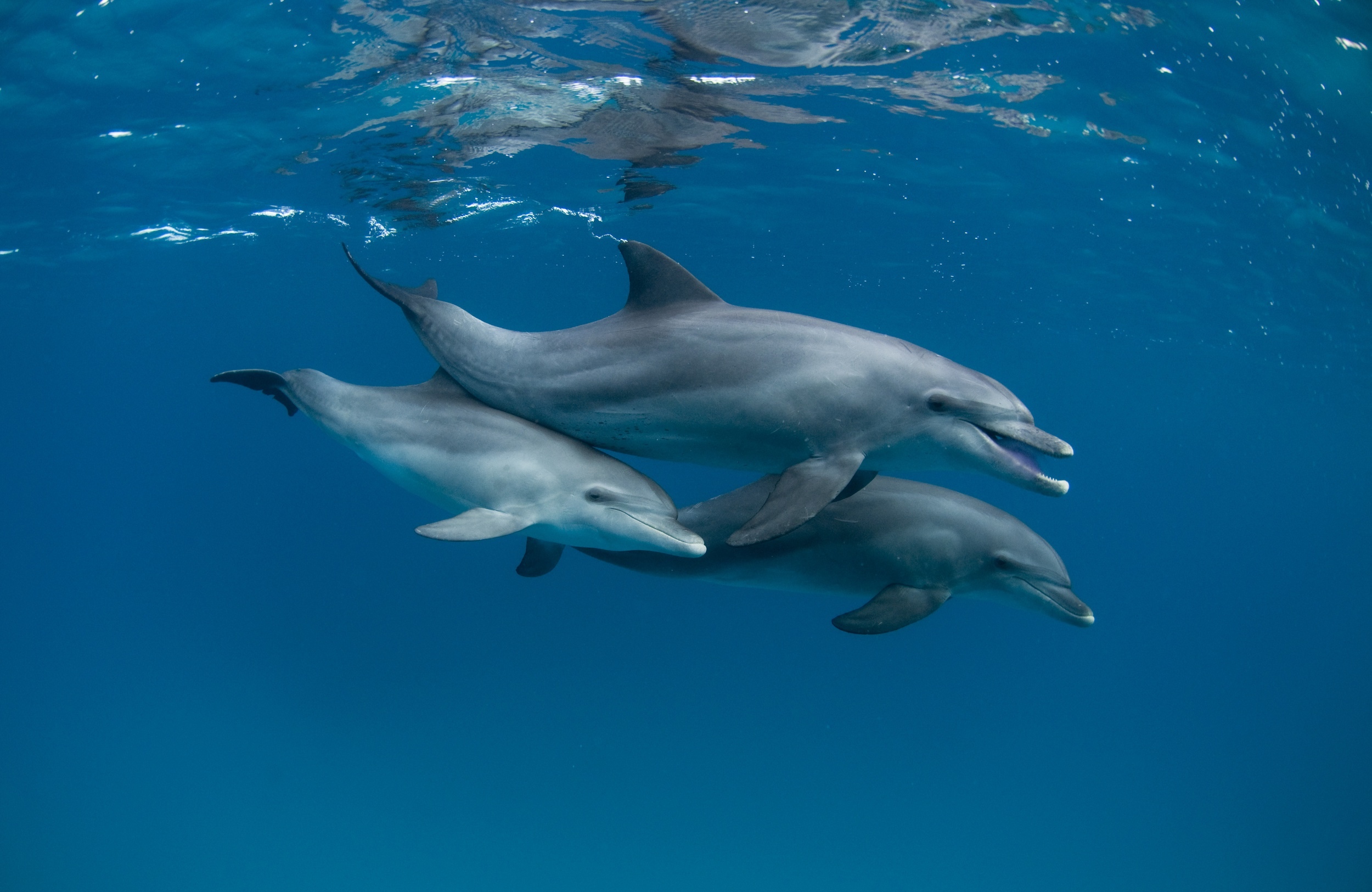 море дельфины
