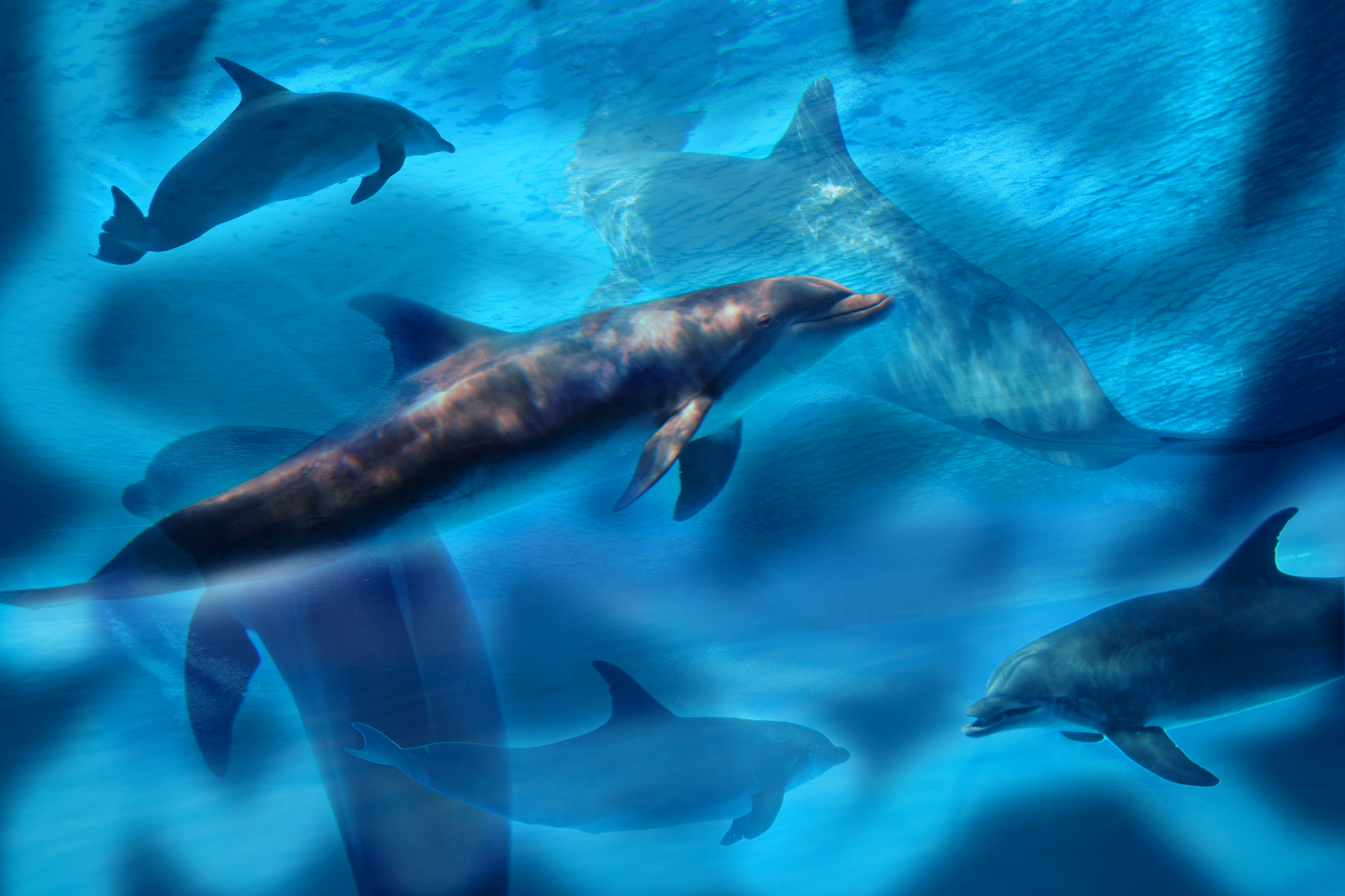 море дельфины вода