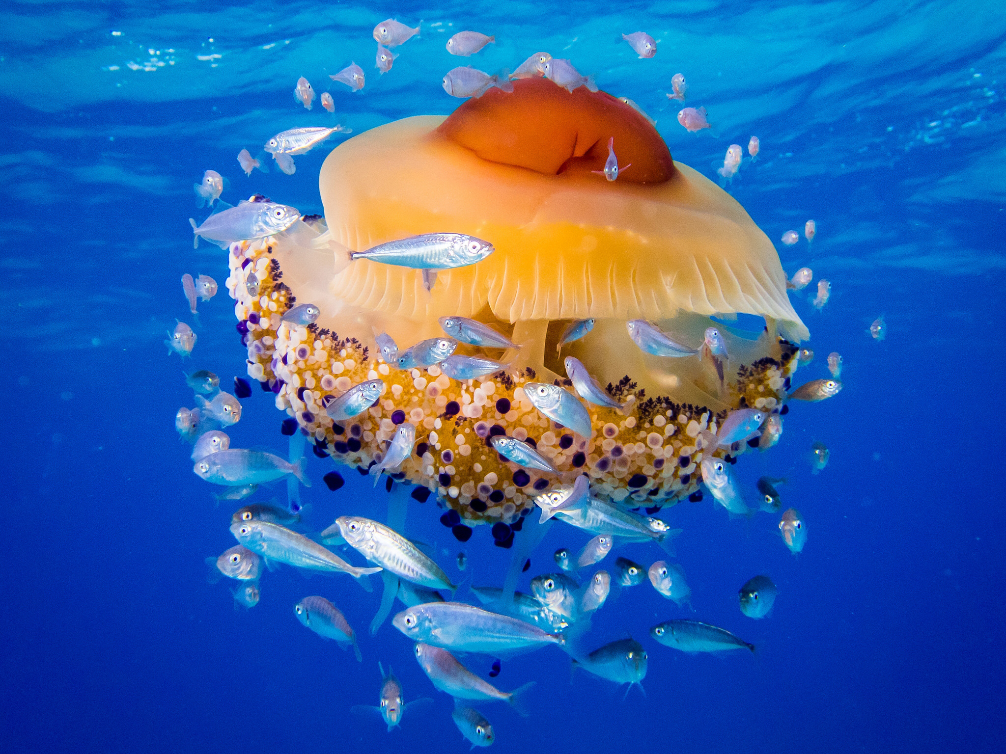 море медуза Котилориза медуза