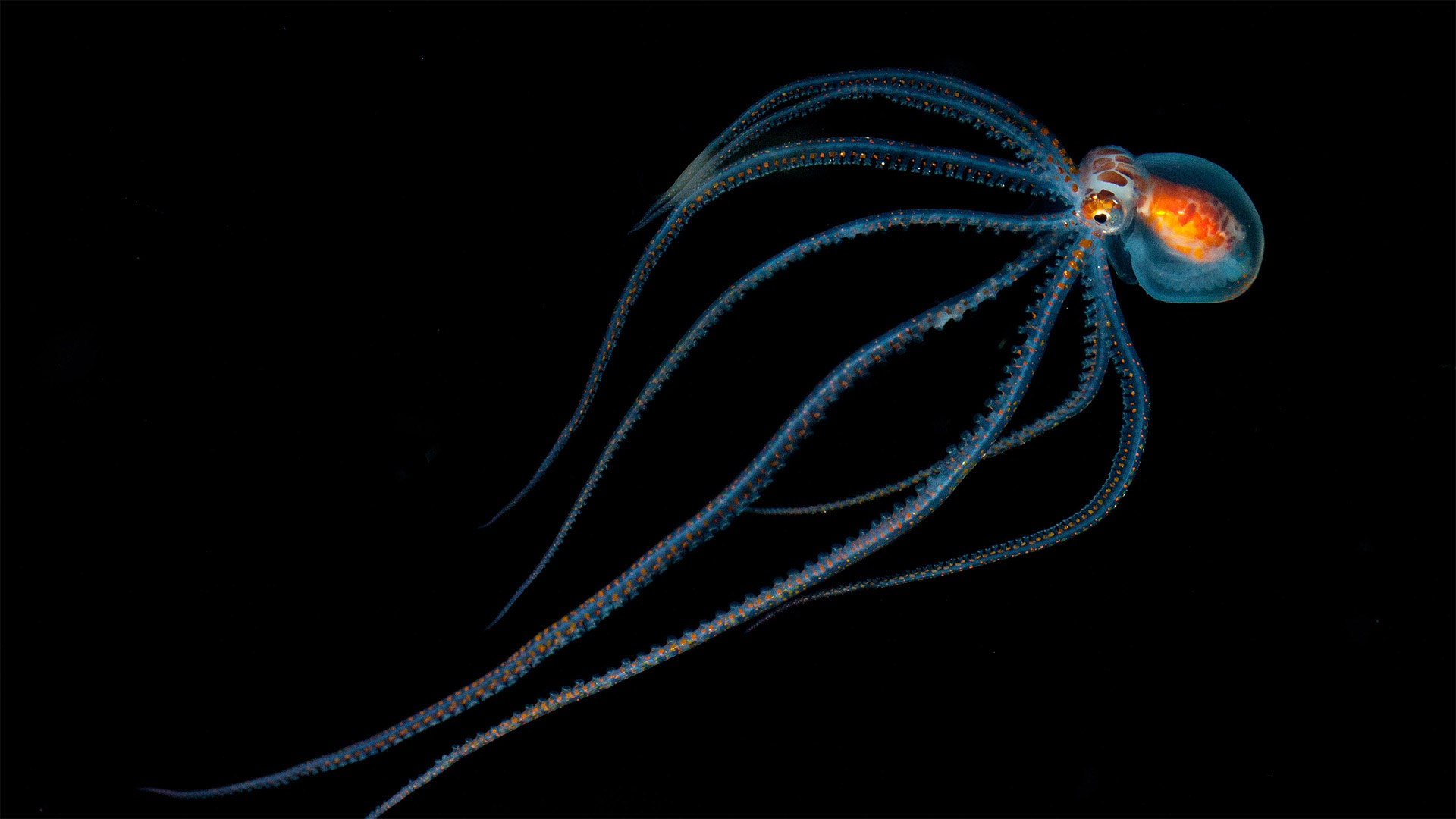 море океан осьминог