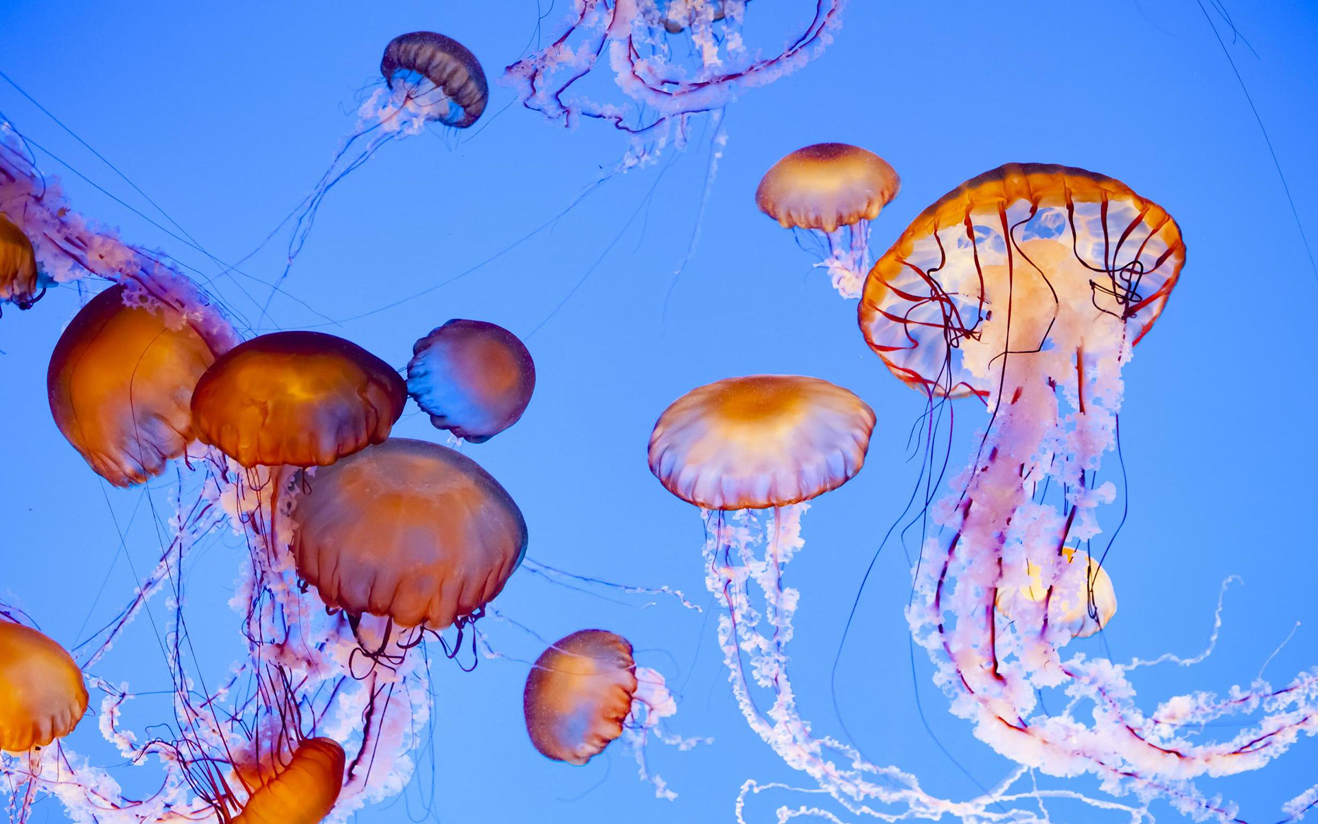 море подводный мир медузы