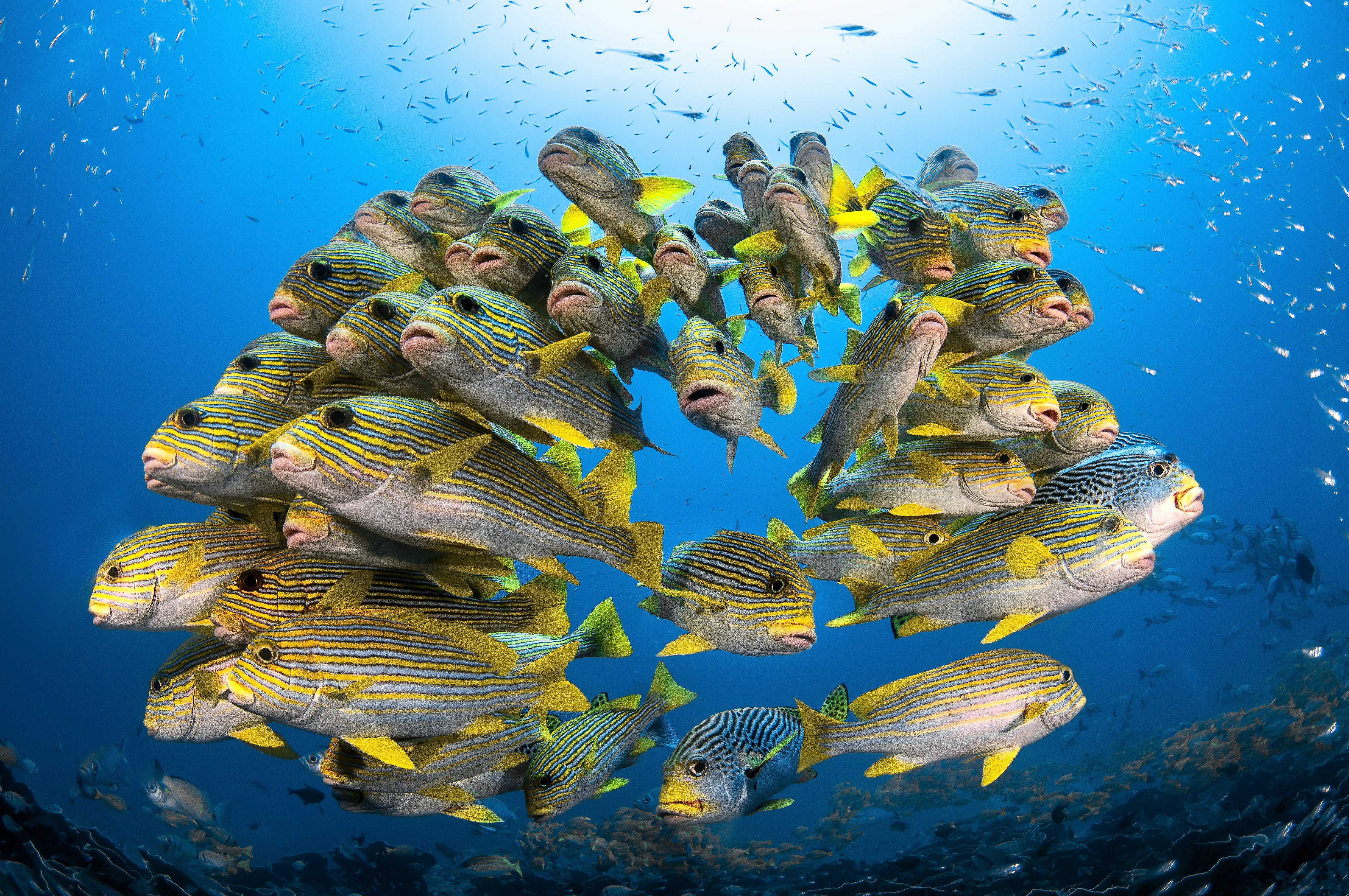 море подводный мир рыбы