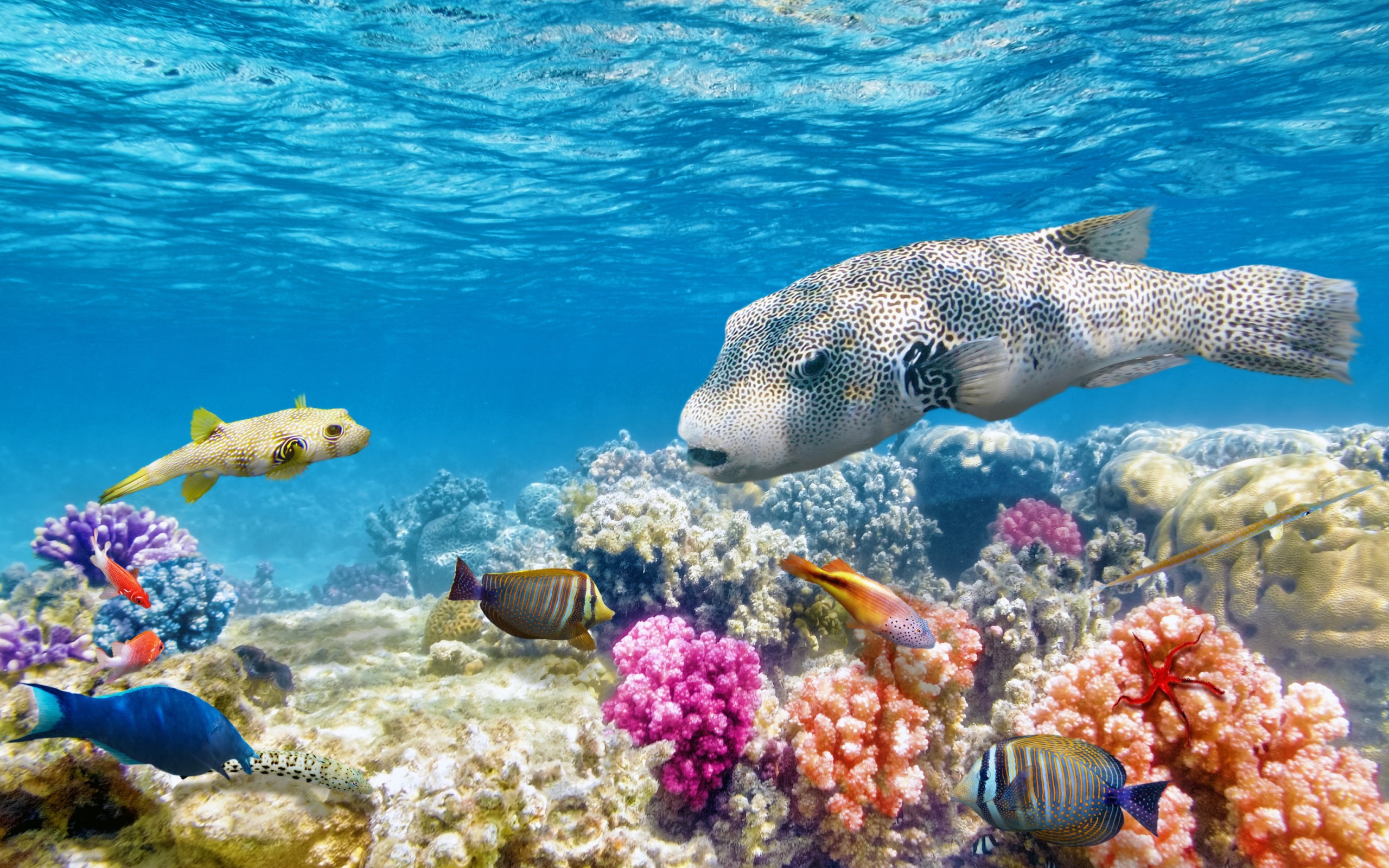 море риф кораллы подводный мир