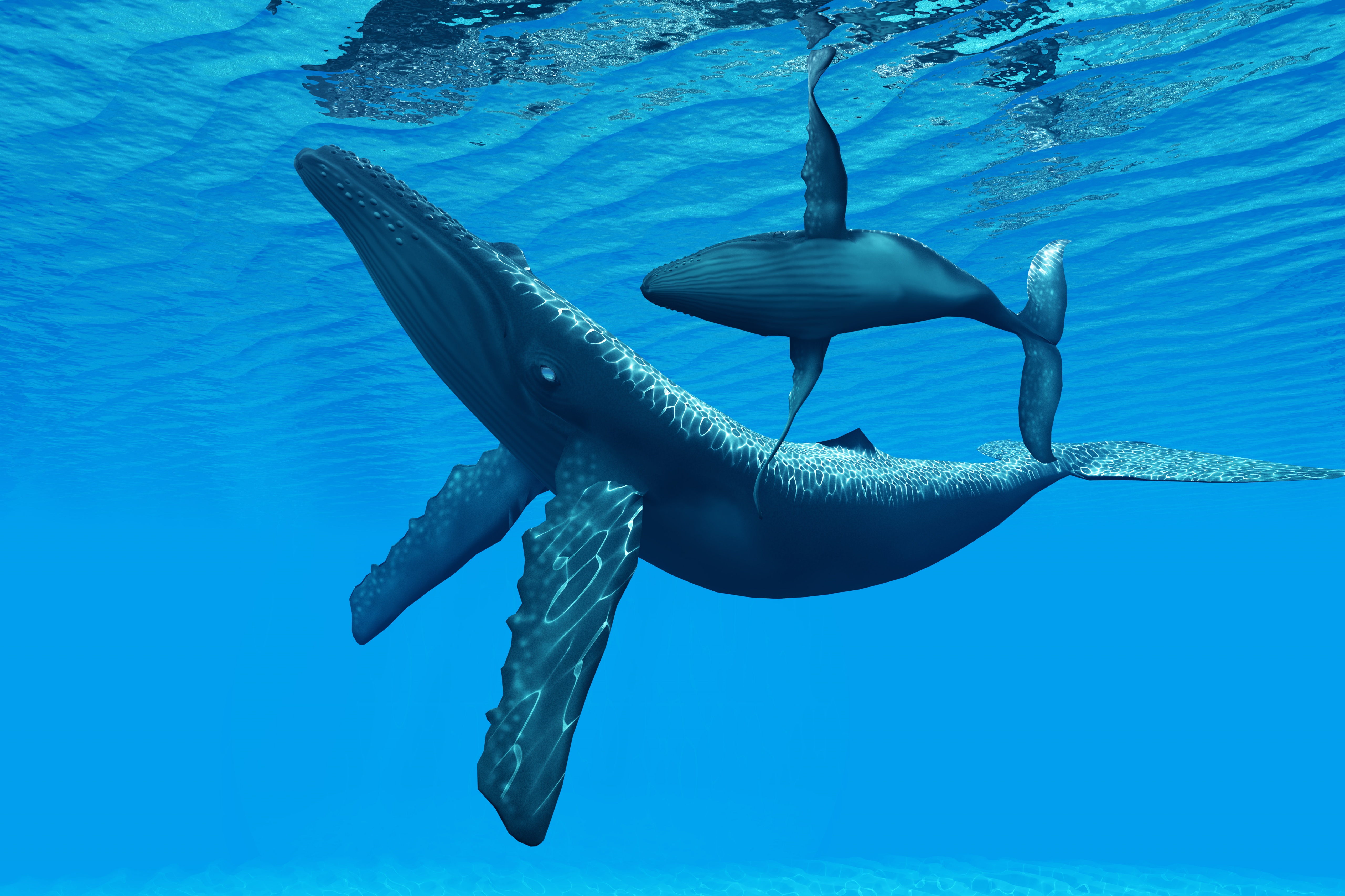 океан глубина вода киты