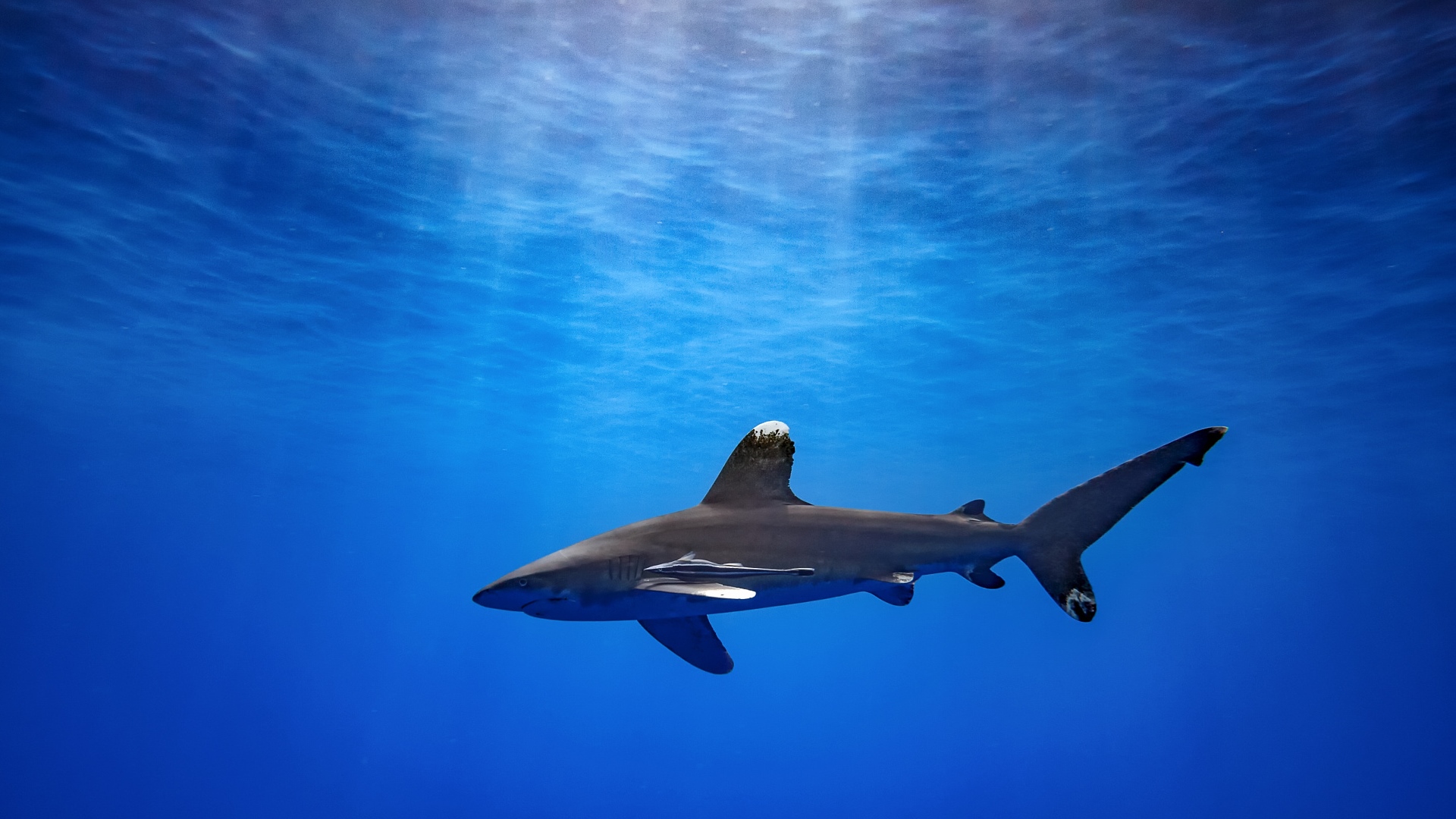 океан подводный мир акула