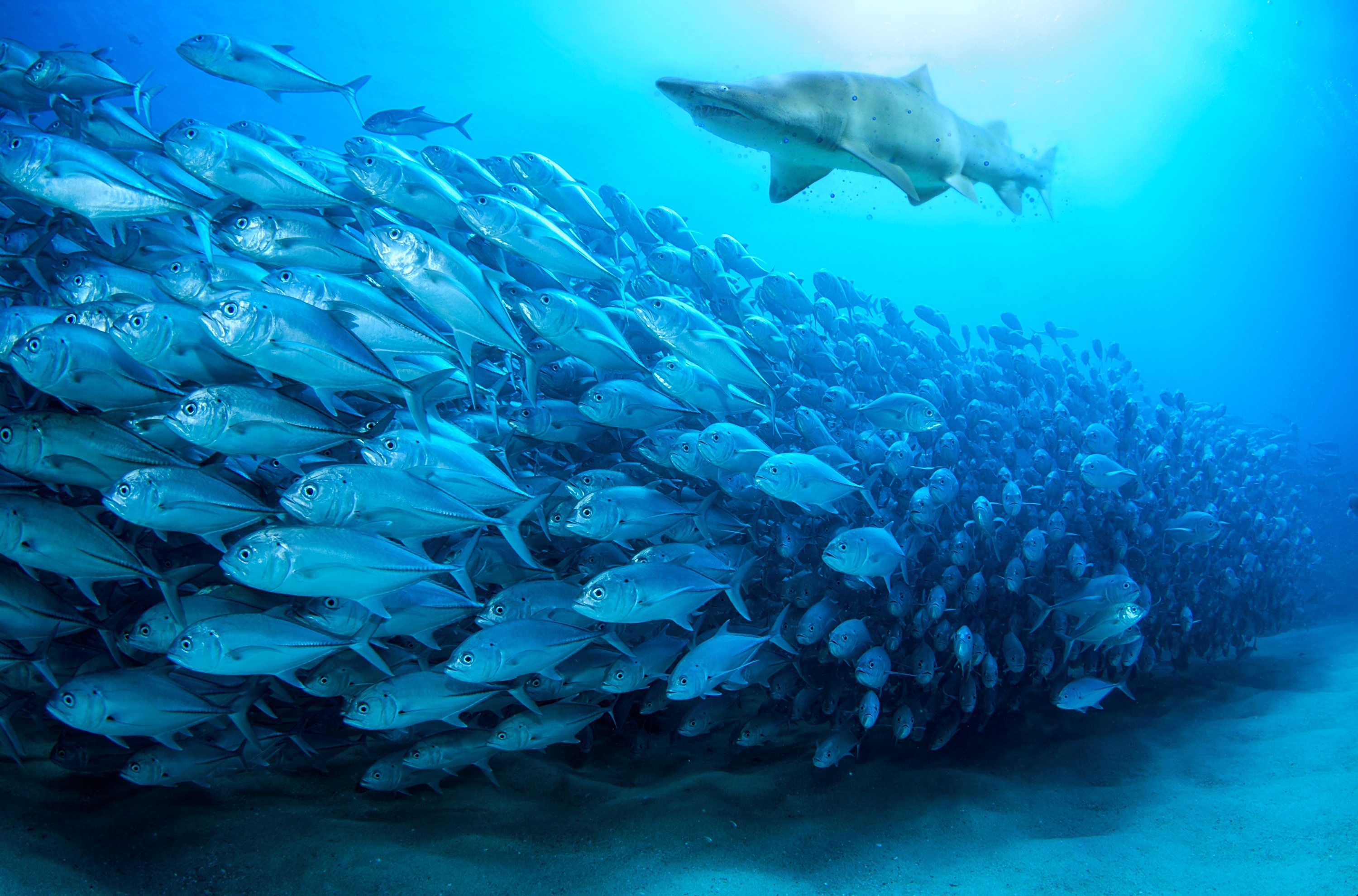 океан подводный мир обитатели
