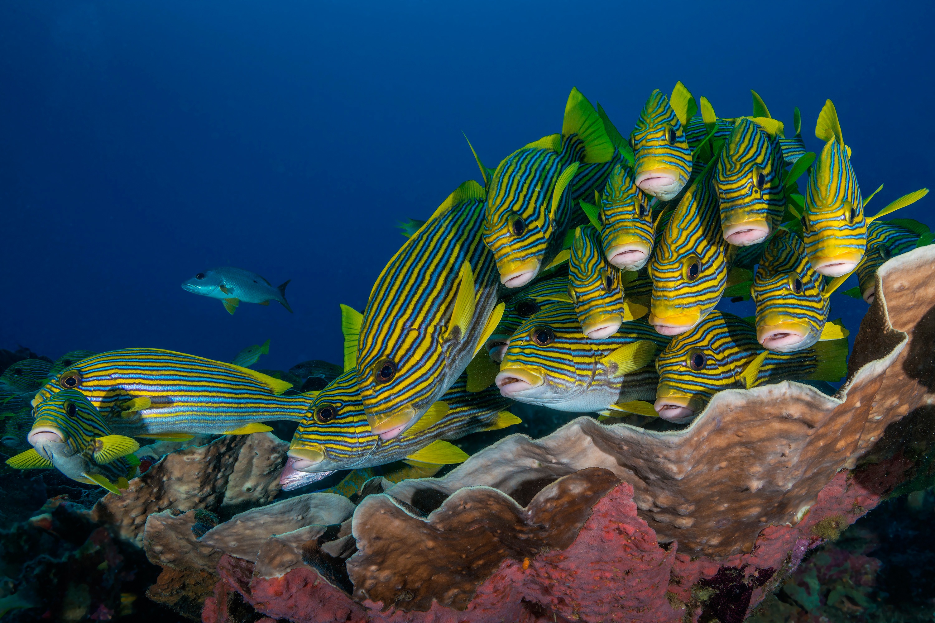 океан рыбы подводный мир