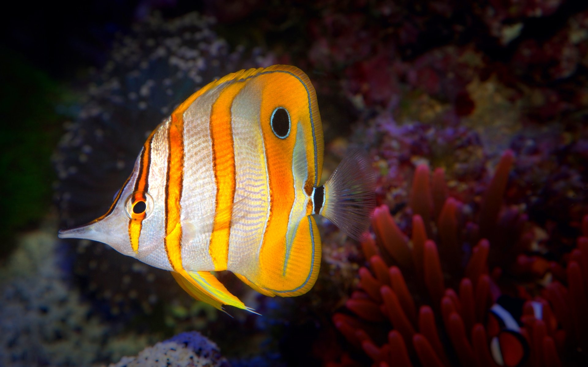 под водой рыба аквариум