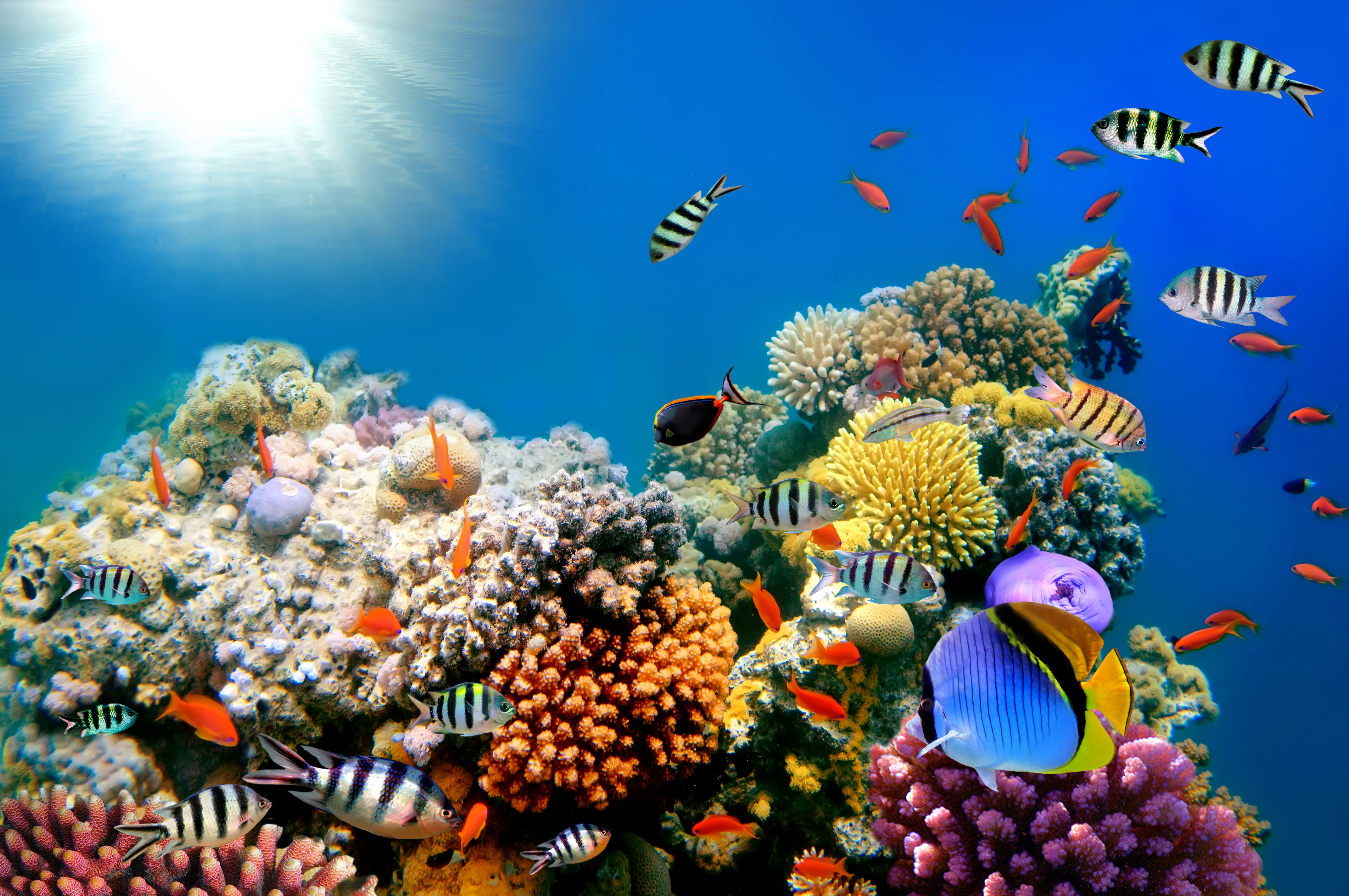 подводный мир tropical