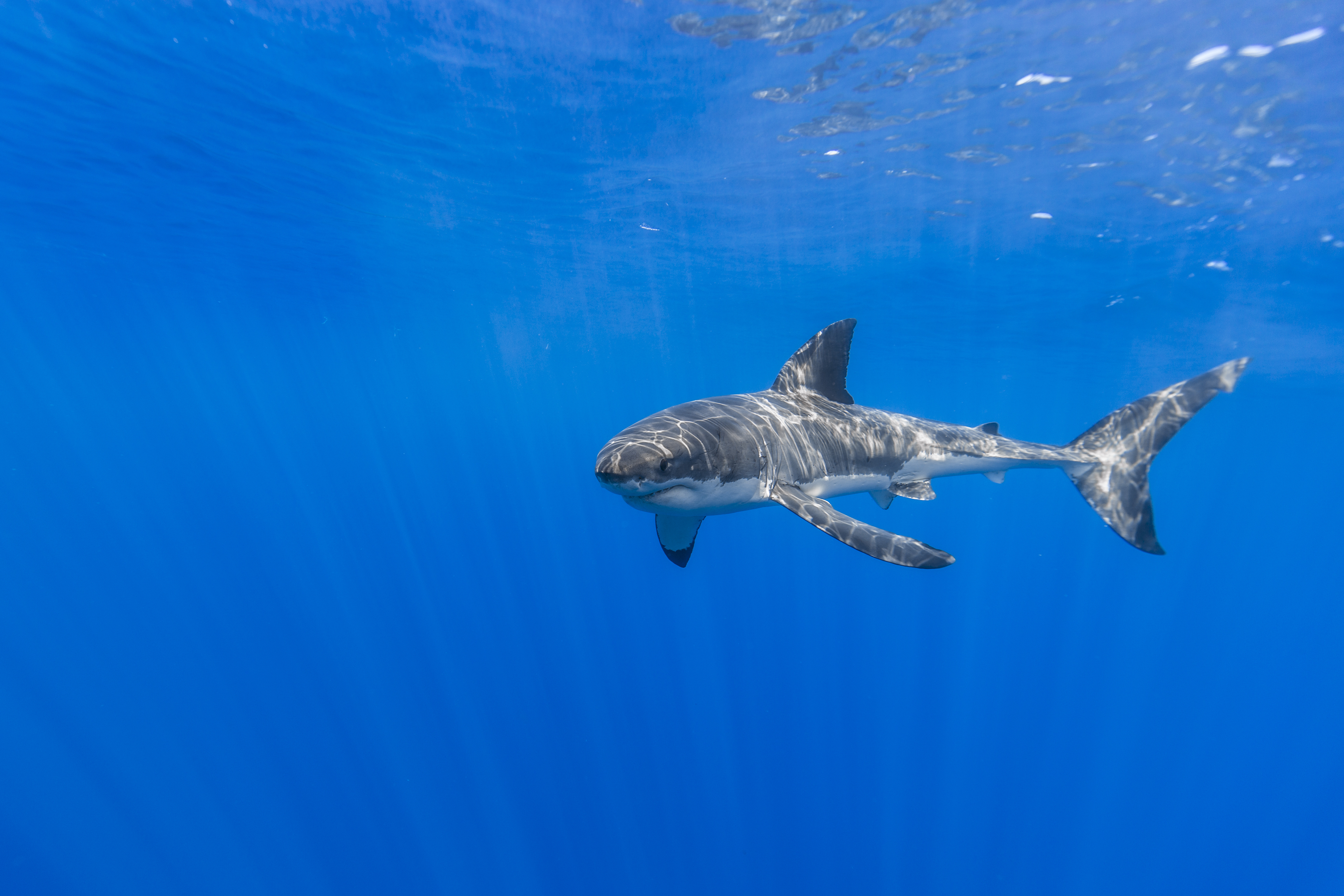 природа море подводный мир акула