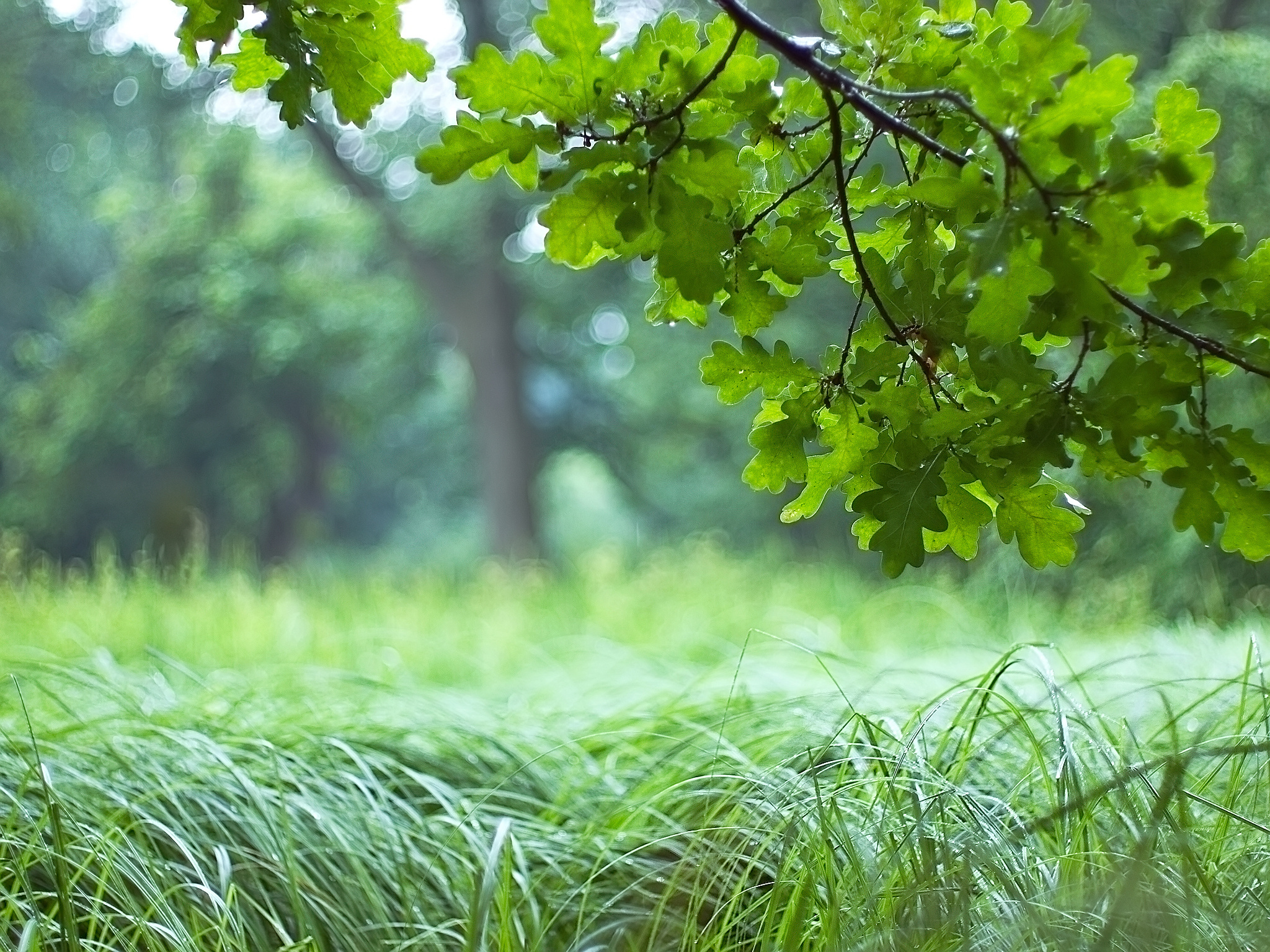 листья трава лес зеленый