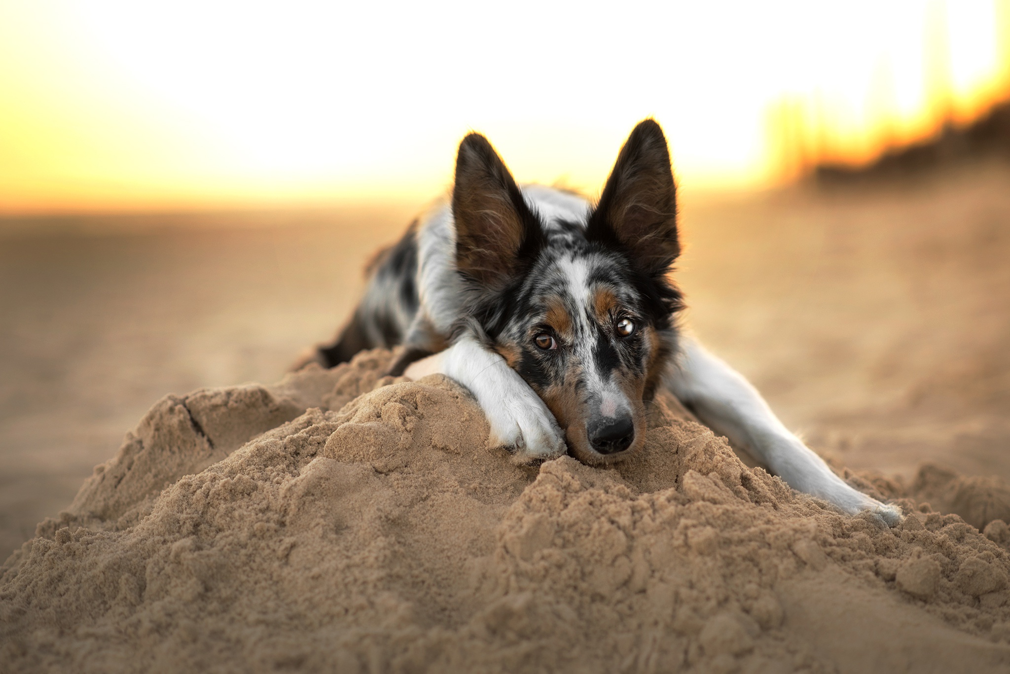 песок морда лапы пляж собака