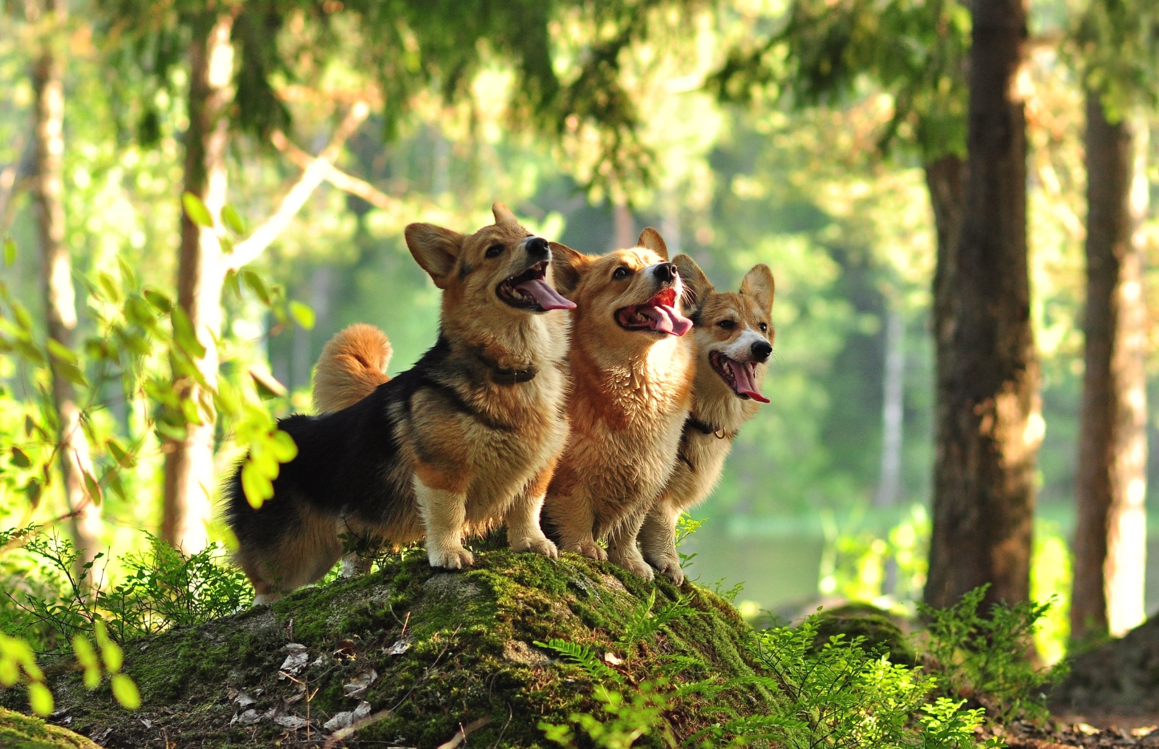 собаки лес трио