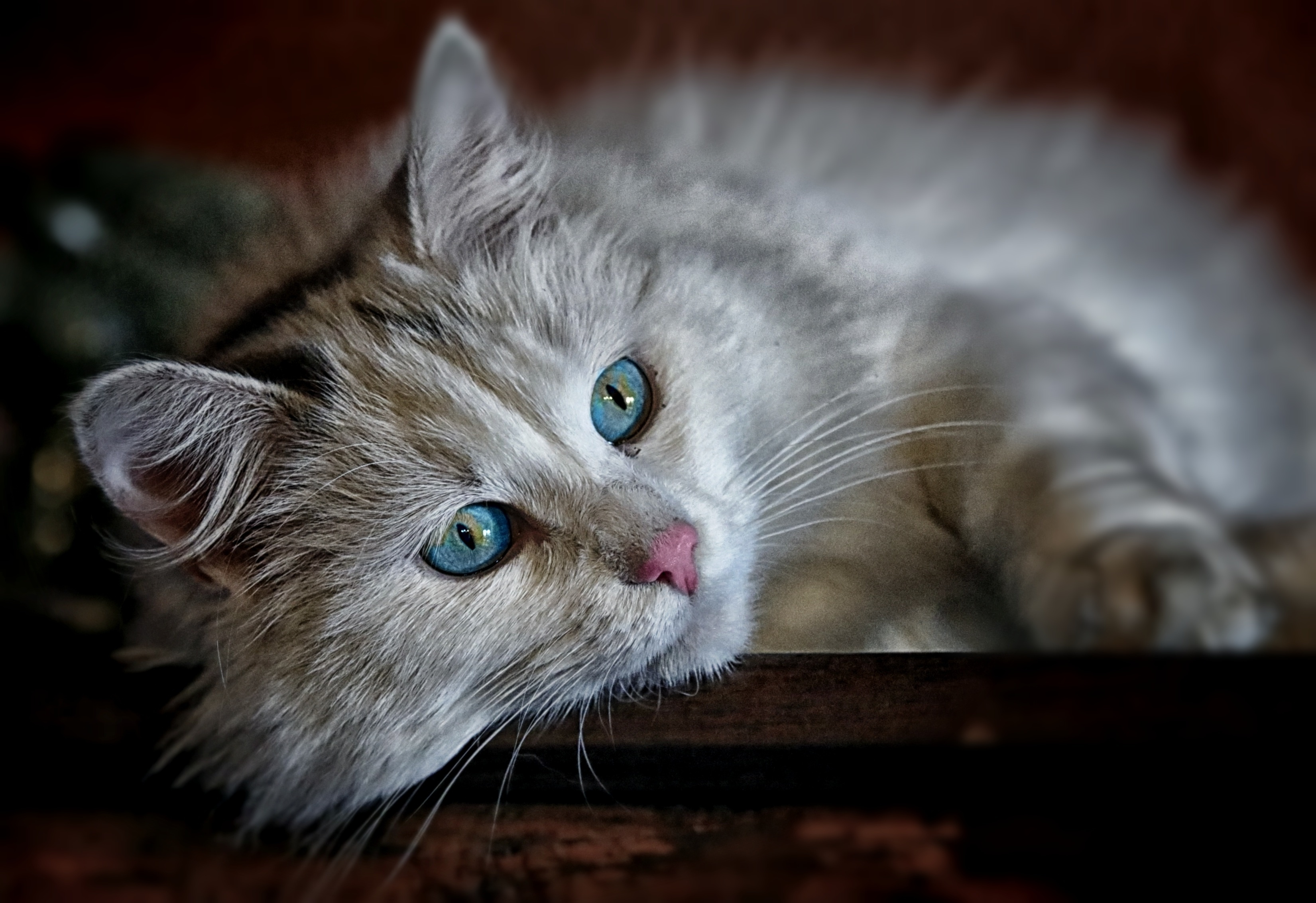 животное кот кошка взгляд