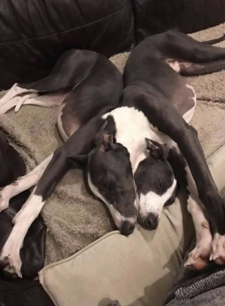 две собаки спят фотоилюзия